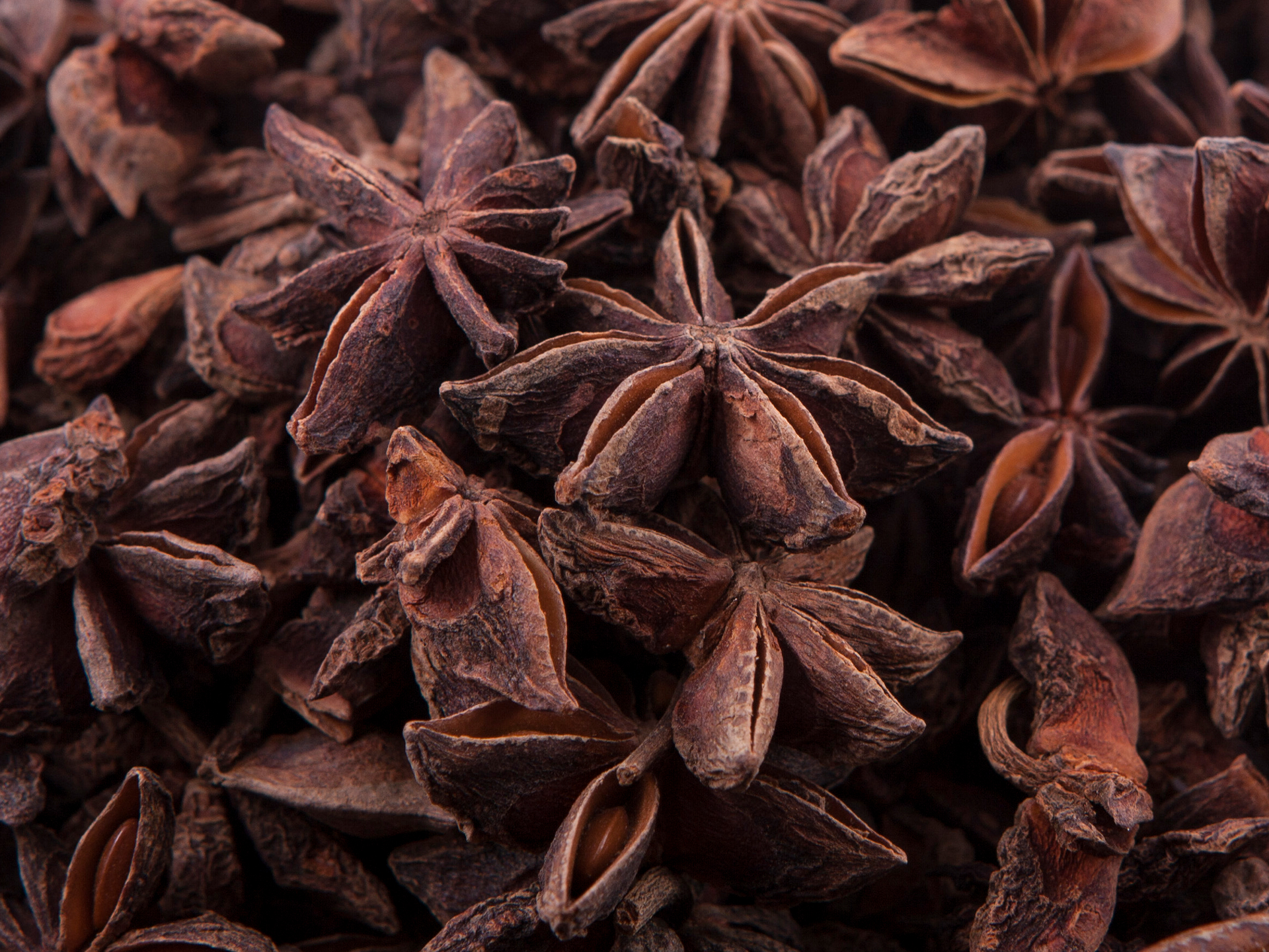 Anise-Pimpinella_anisum