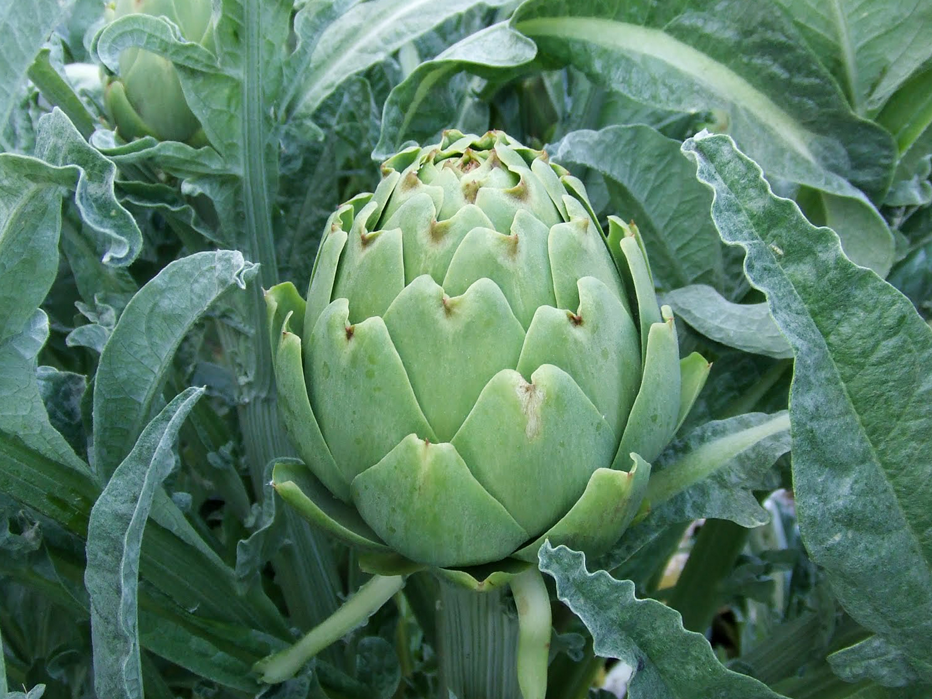 Artichoke-Cynara_cardunculus