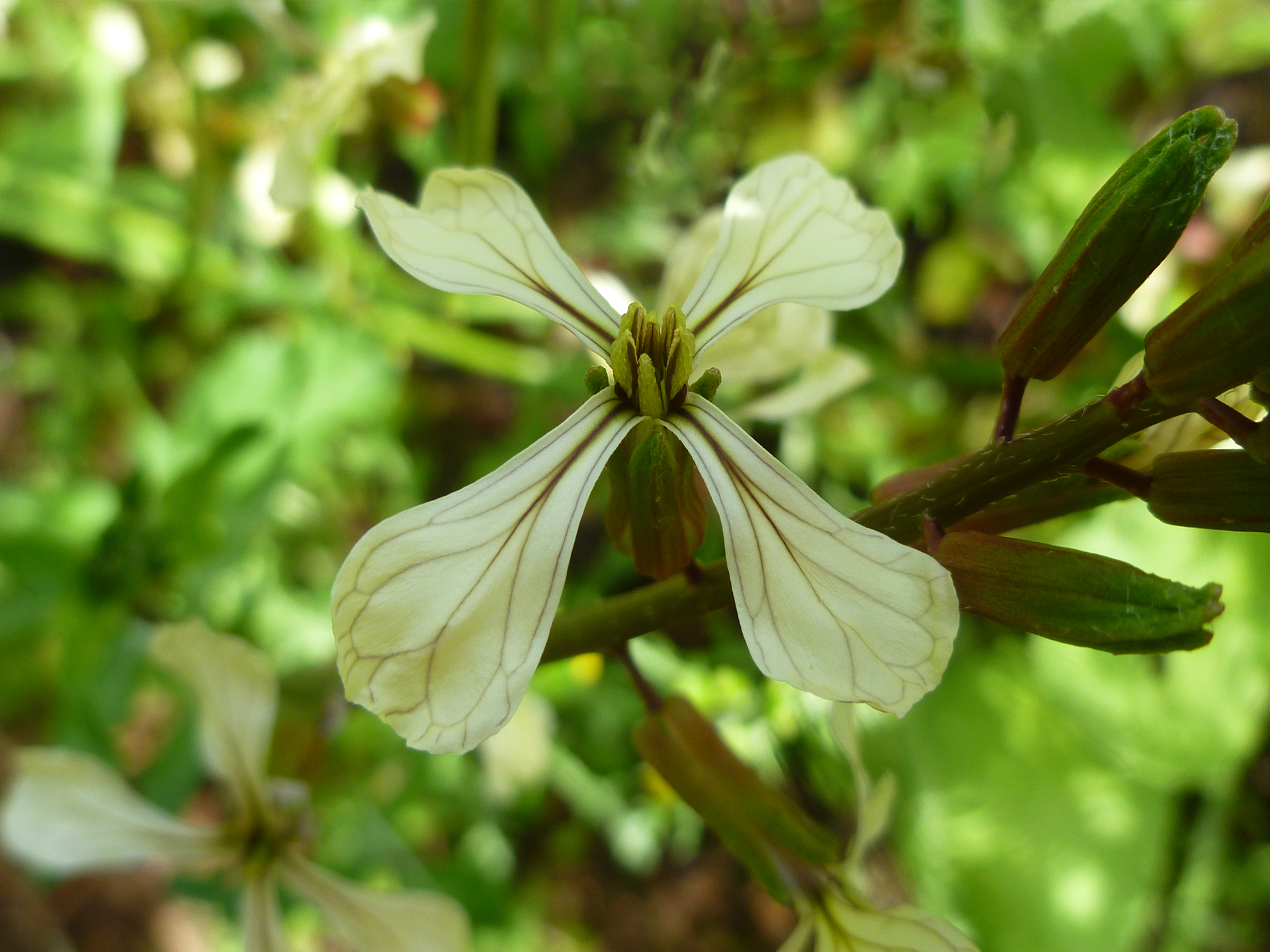 Arugula-Eruca_sativa