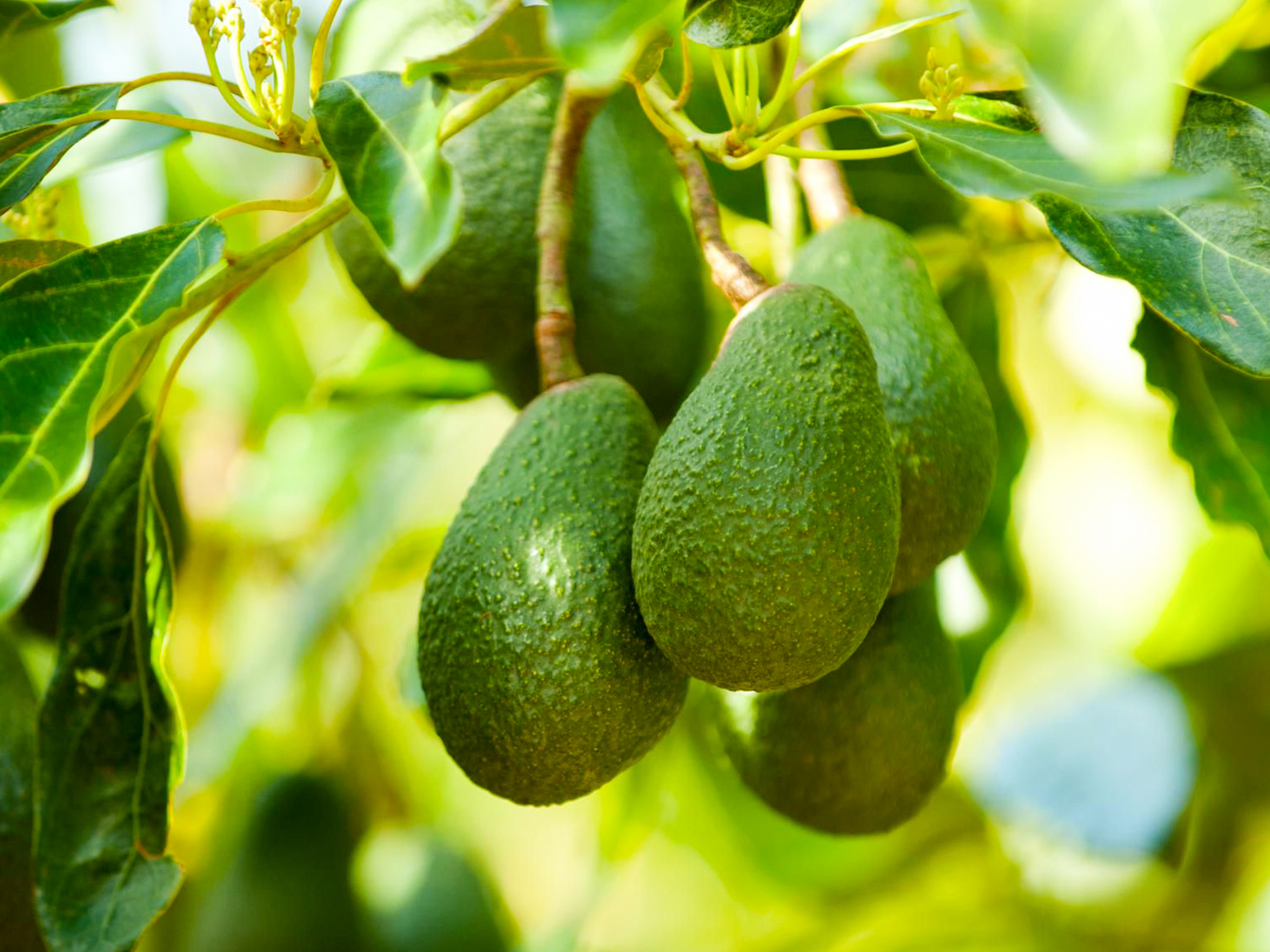 Avocado-Persea_americana
