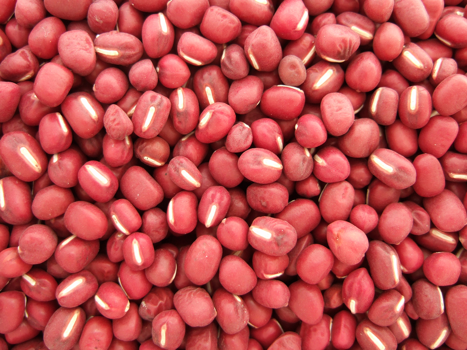 Azuki-Bean-Vigna_angularis