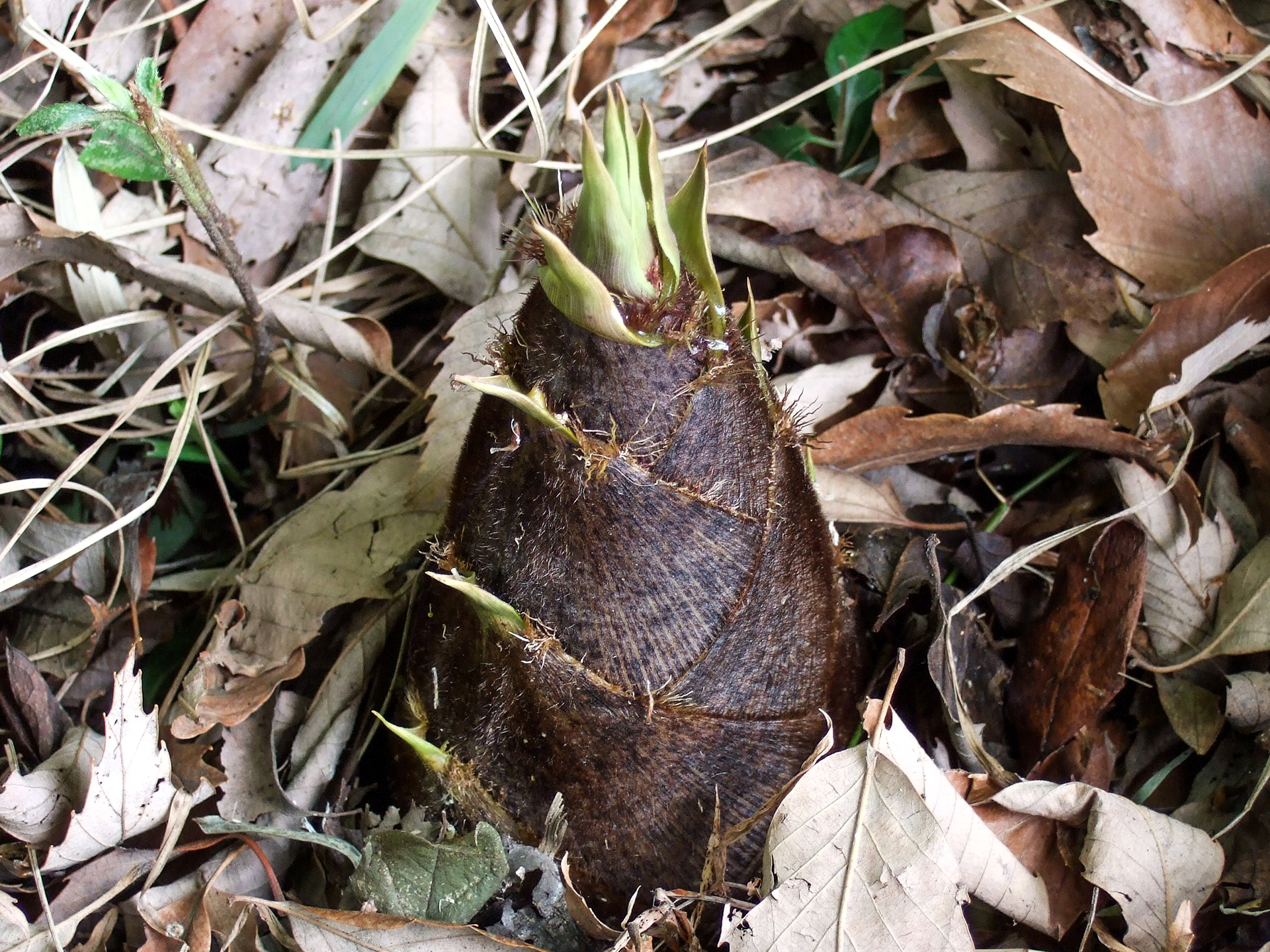 Bamboo-Shoot-Bambusa_vulgaris