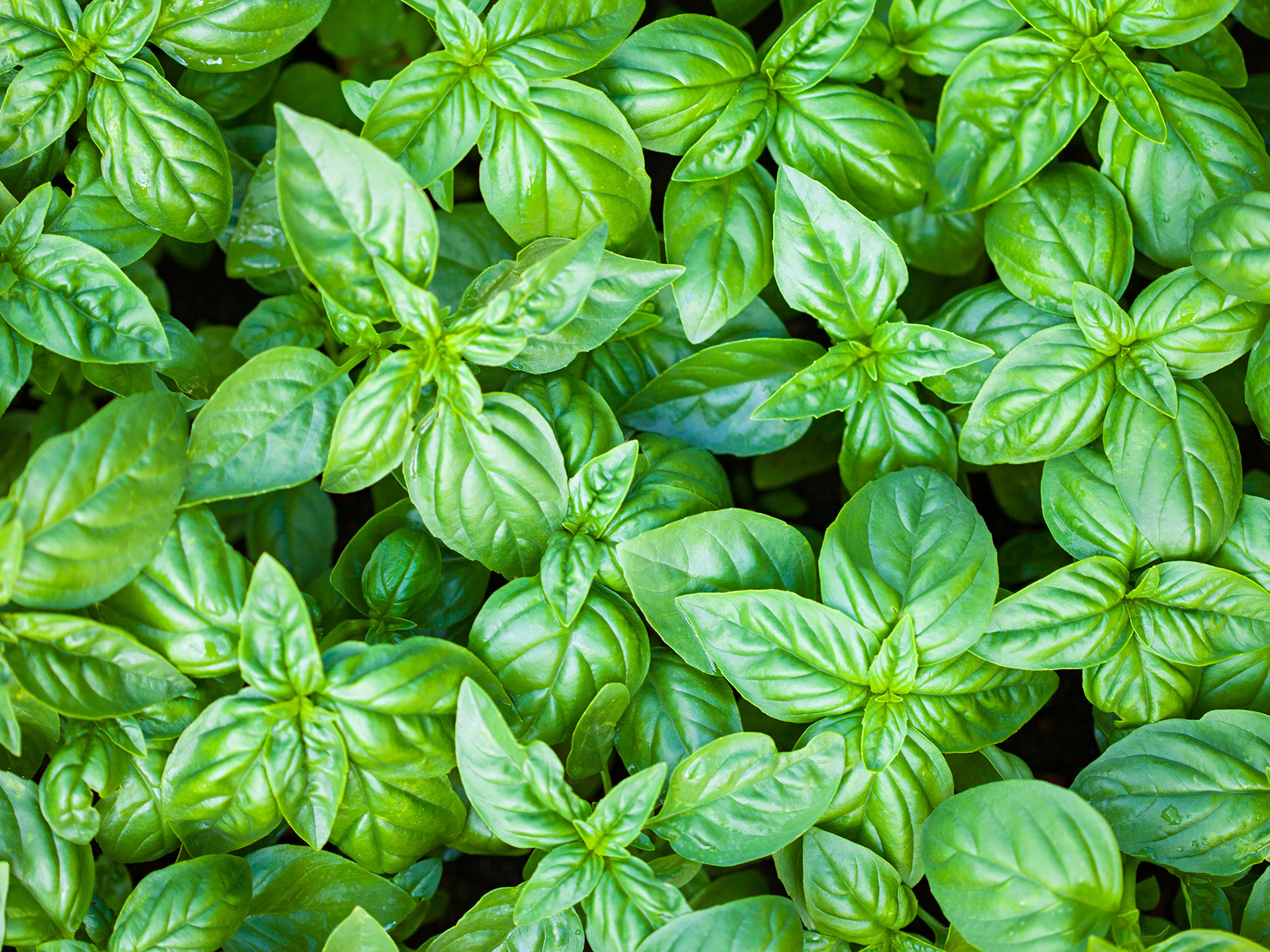 Basil-Ocimum_basilicum