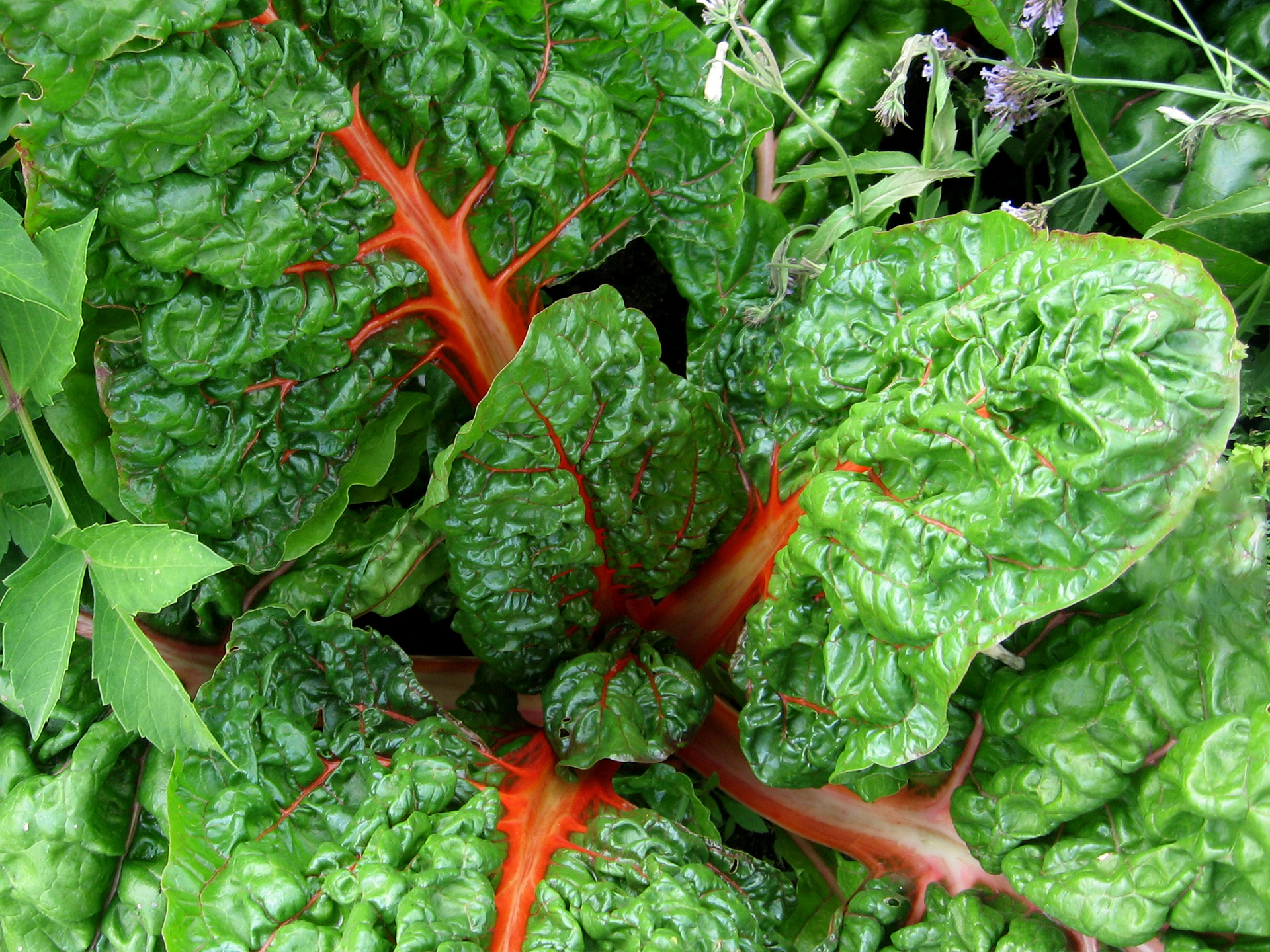 Beet-Beta_vulgaris_vulgaris