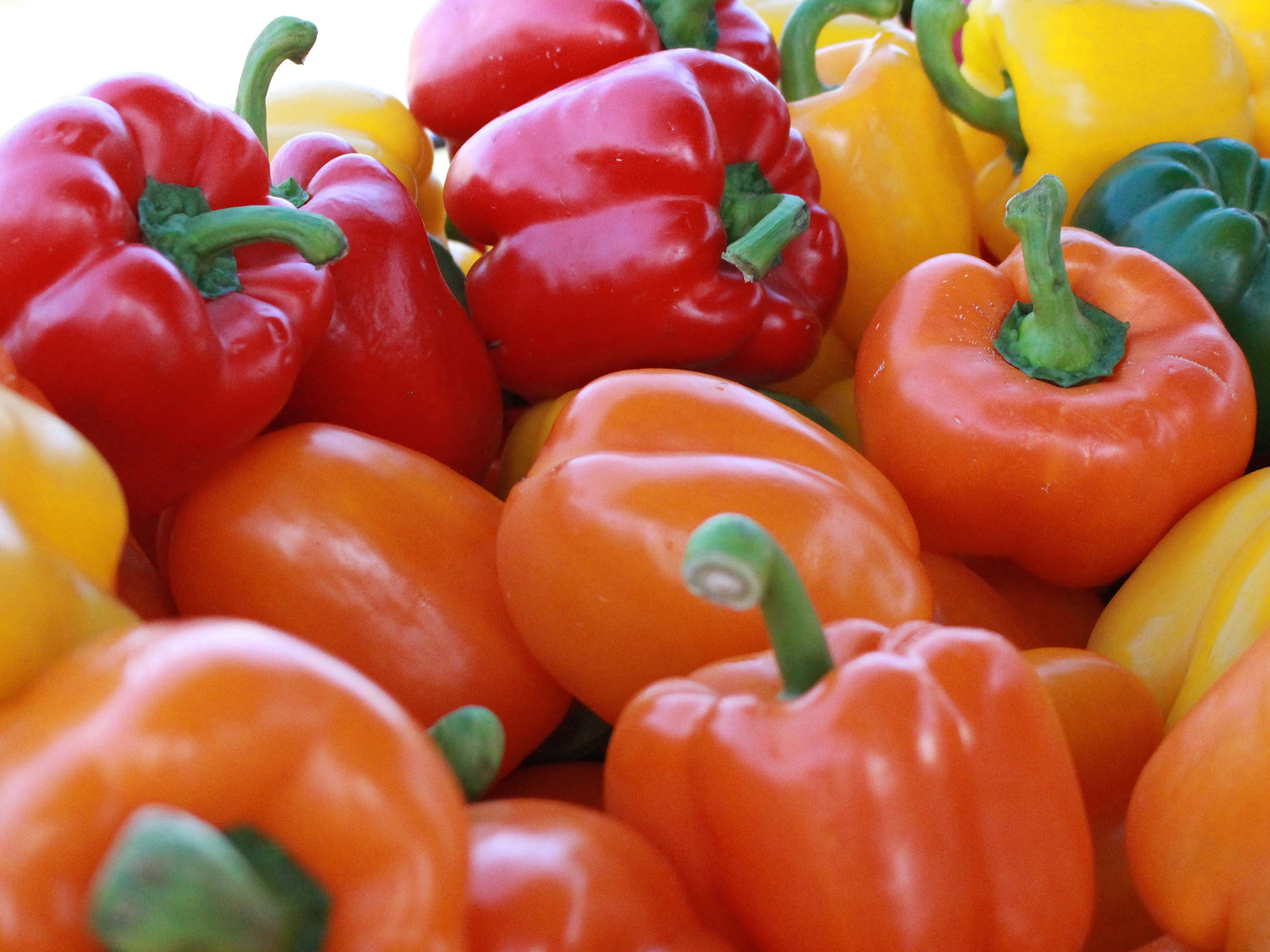 Bell-Pepper-Capsicum_annuum