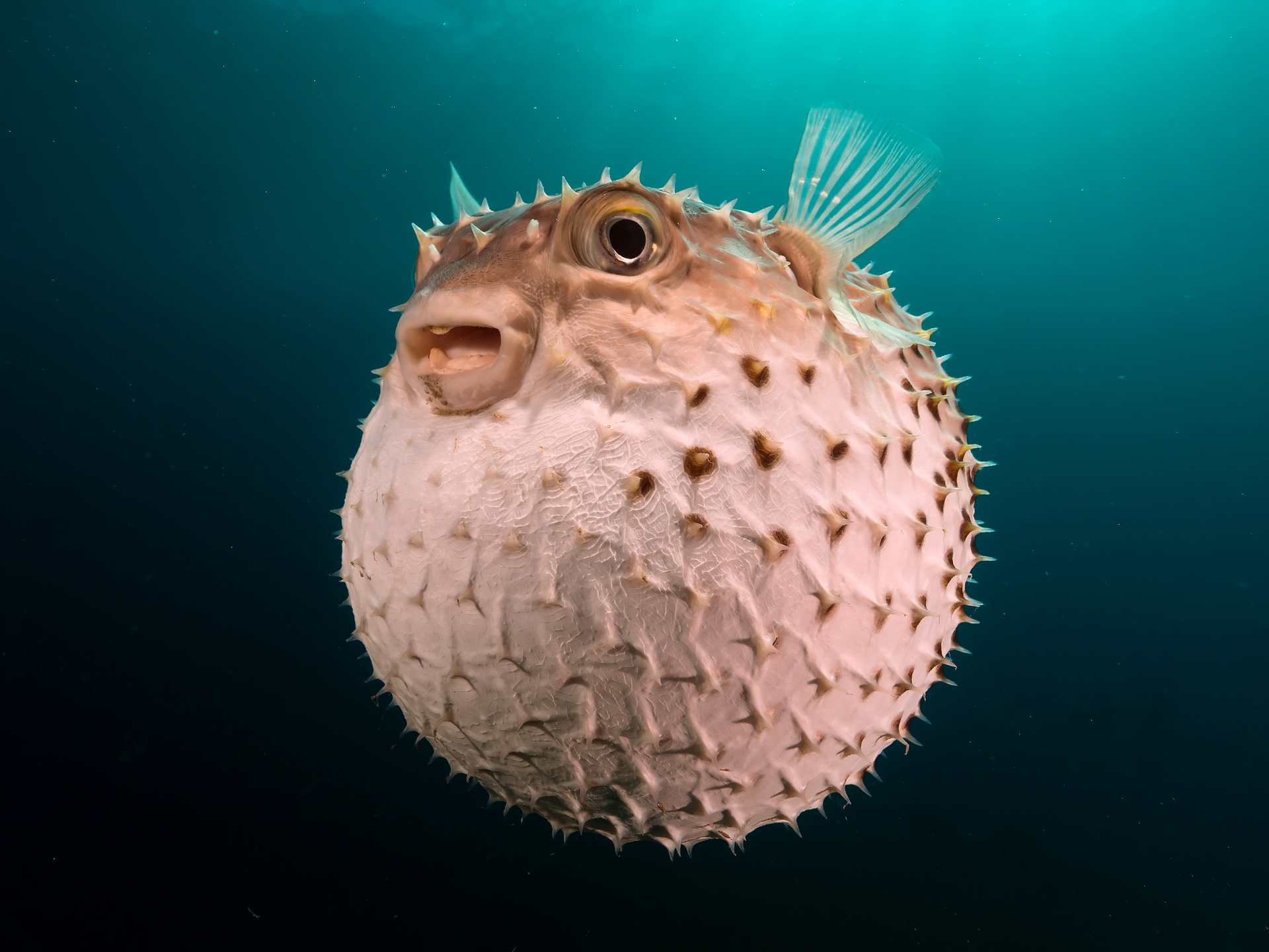 Blowfish-Diodon_nicthemerus