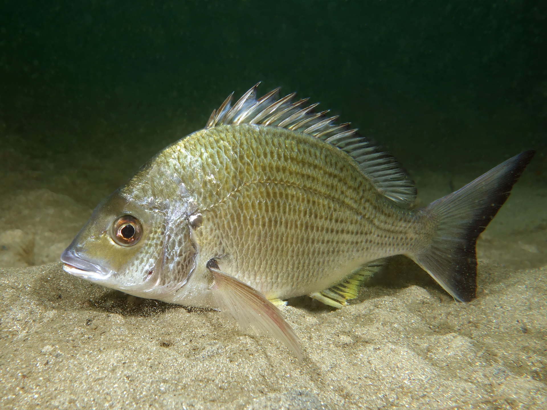 Bream-Yellowfin-Acanthopagrus_australis