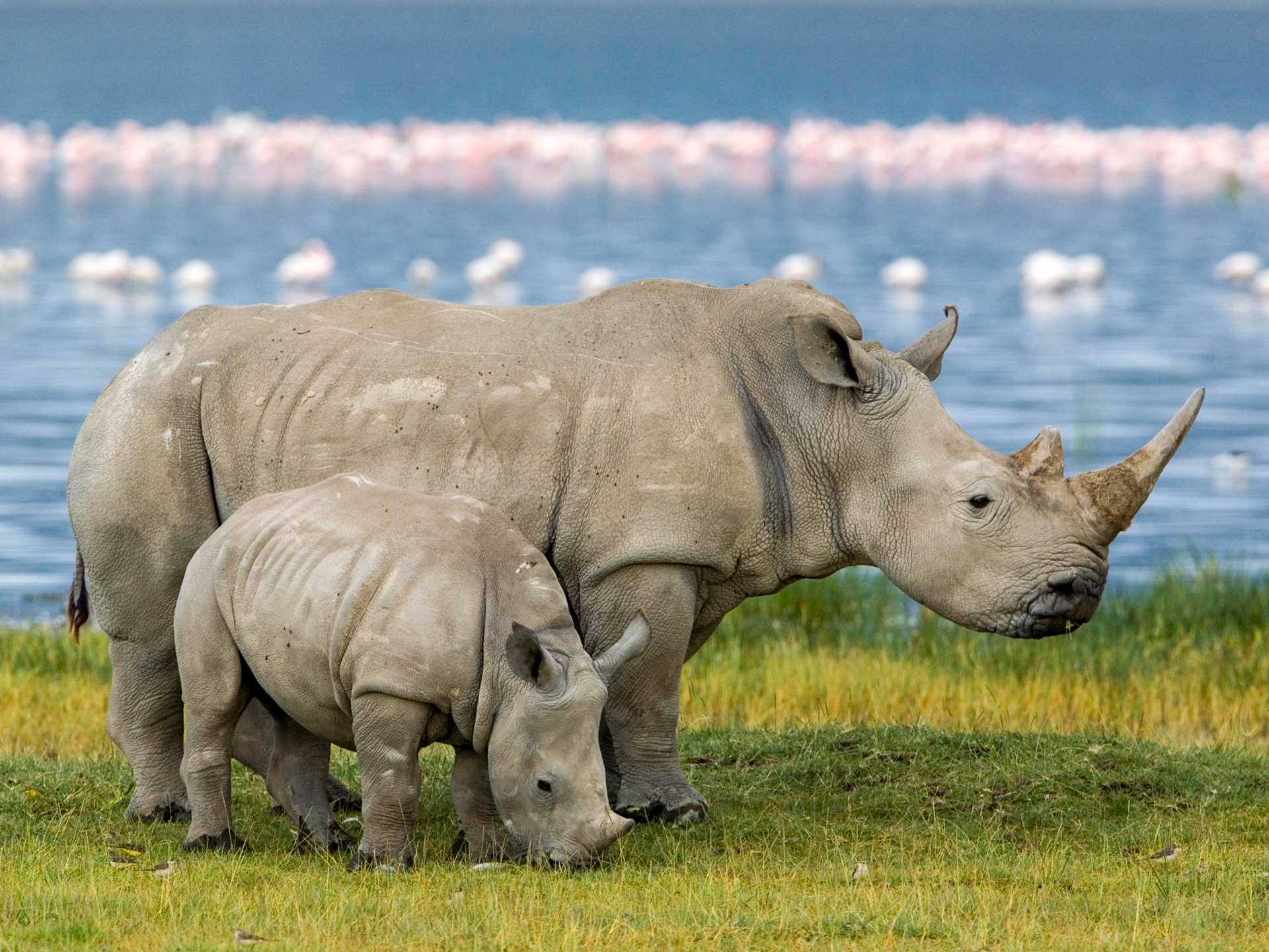 Очень много крупных и быстрых животных. Белый носорог в Африке. Белый носорог вымер. Носорог альбинос. Северный белый носорог вымер.