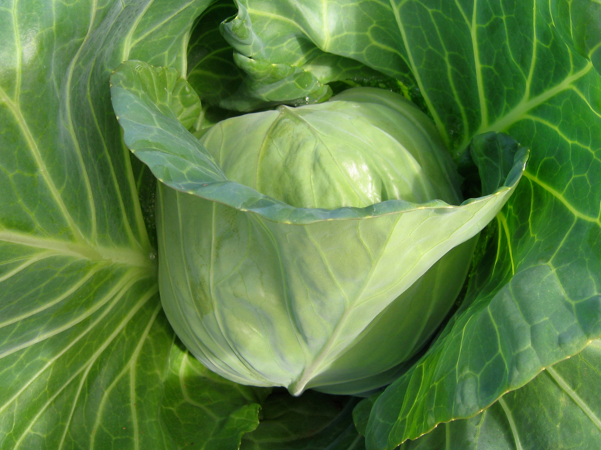 Cabbage-Brassica_oleracea_capitata
