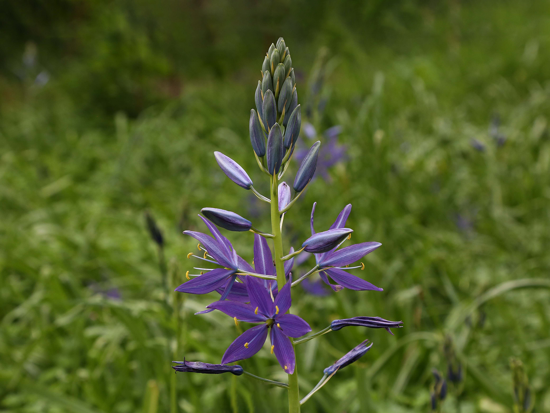 Camas-Camassia_leichtlinii