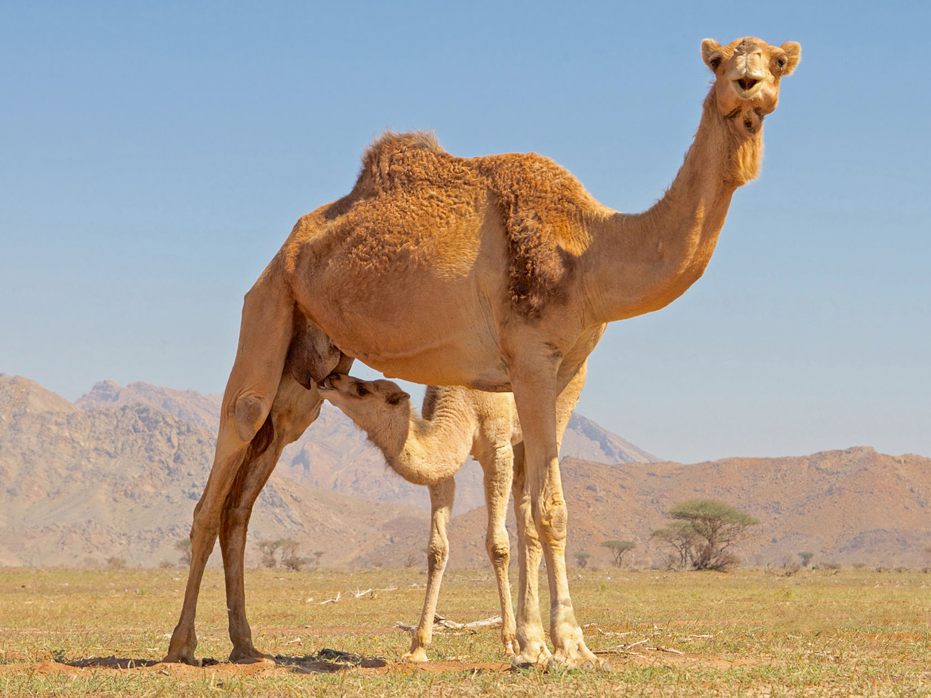 Camel-Cow-and-Calf