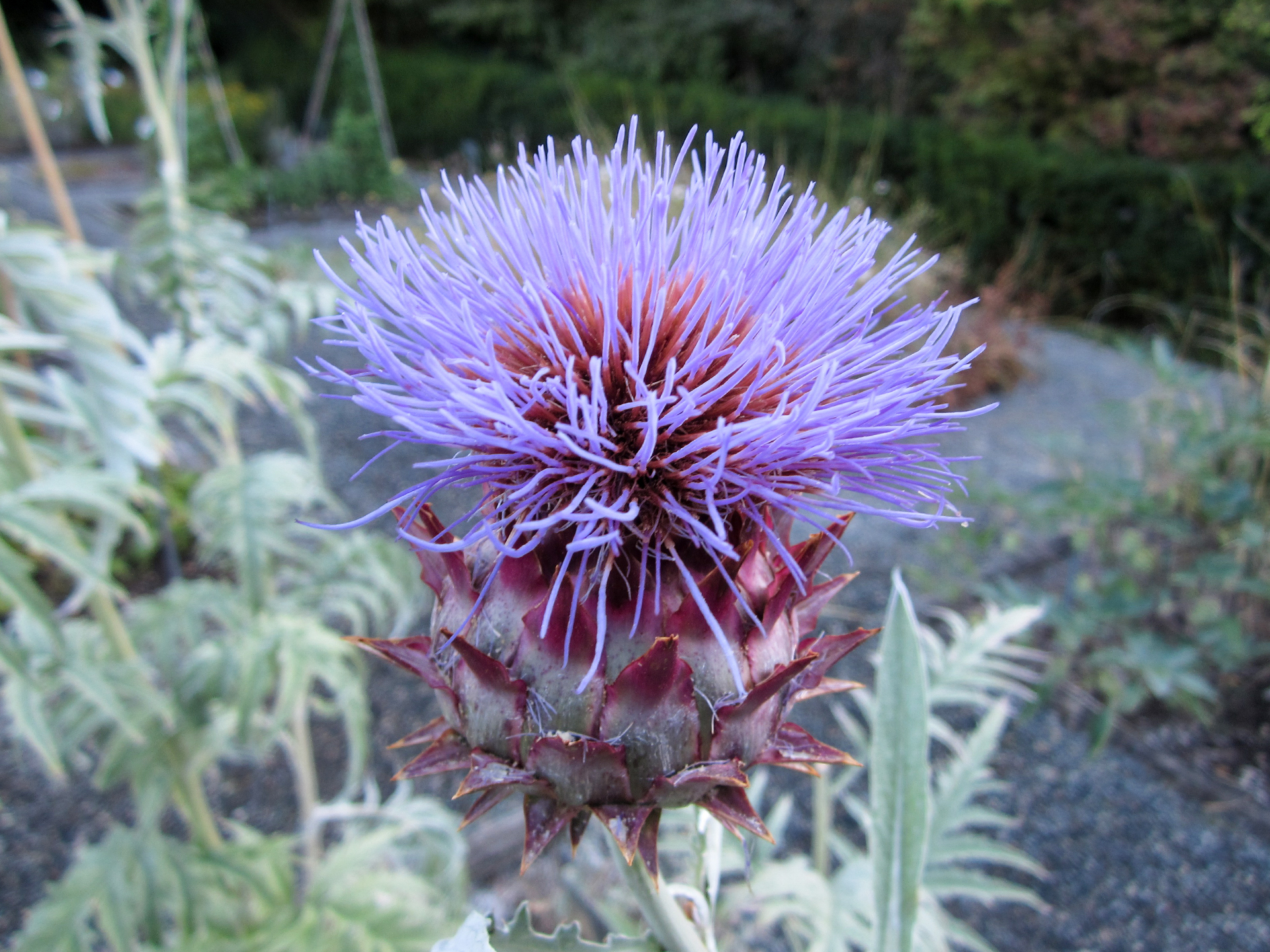 Cardoon-Cynara_cardunculus