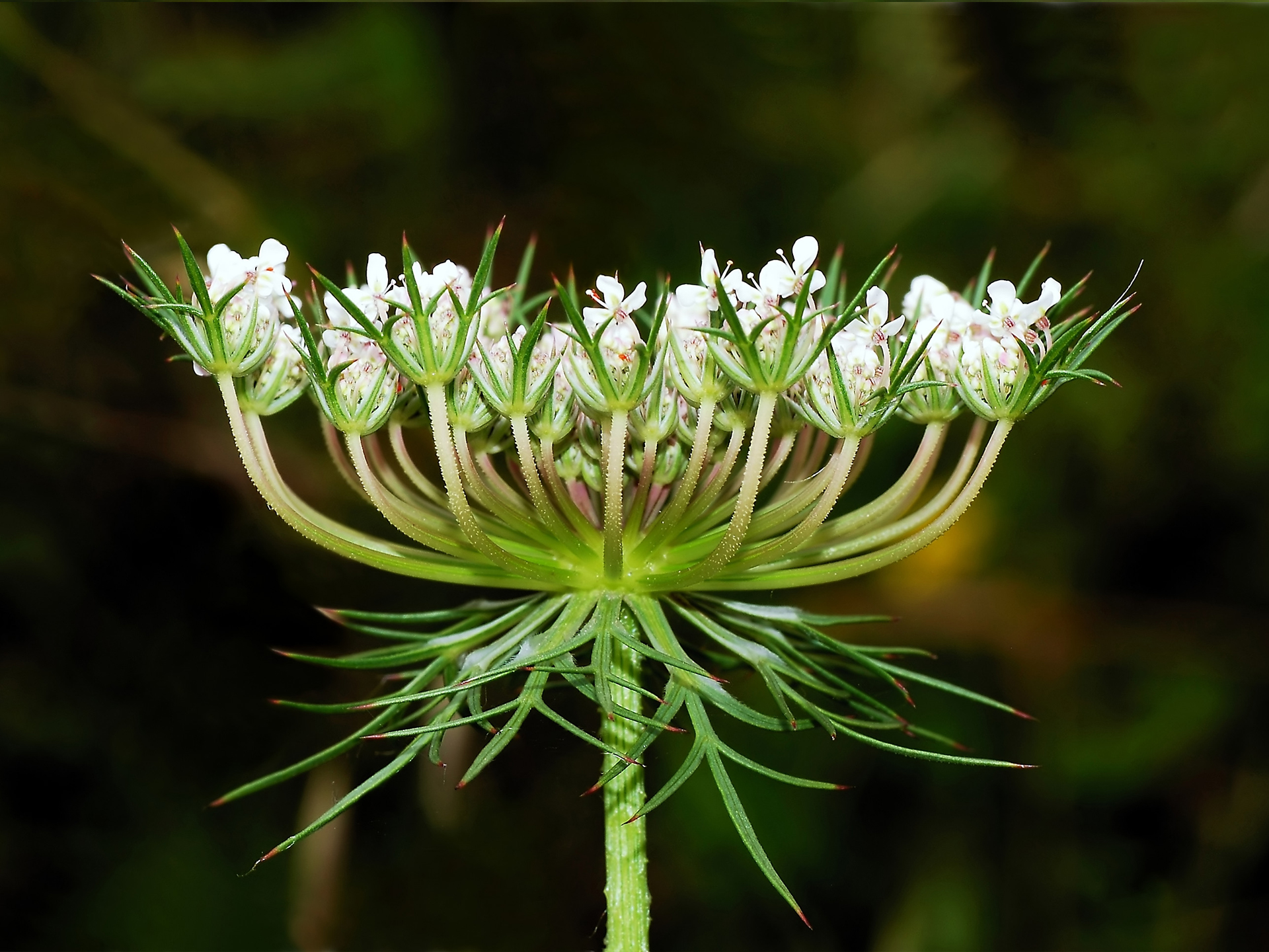 Carrot-Daucus_carota