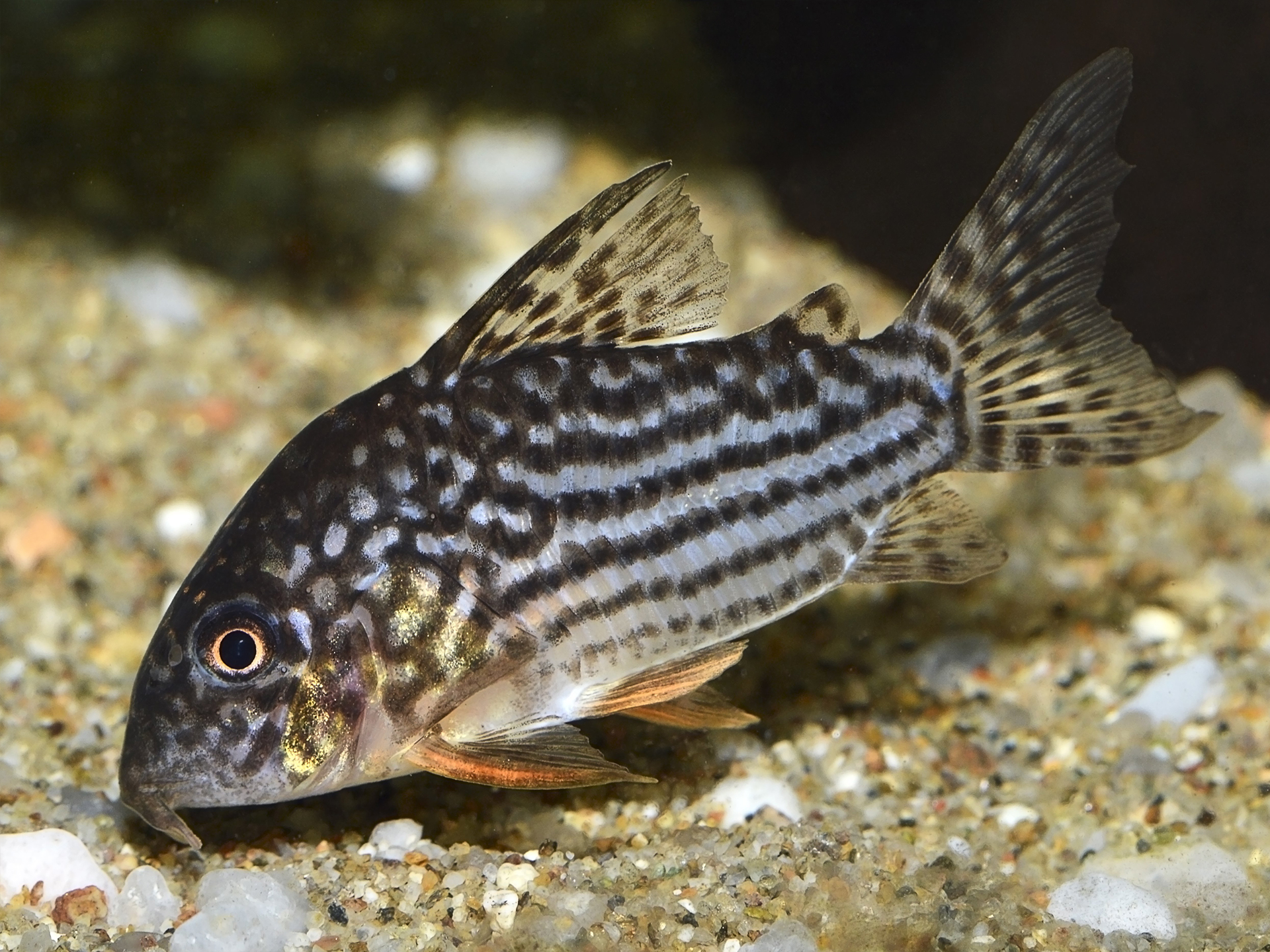 Catfish-Sterbai_corydora