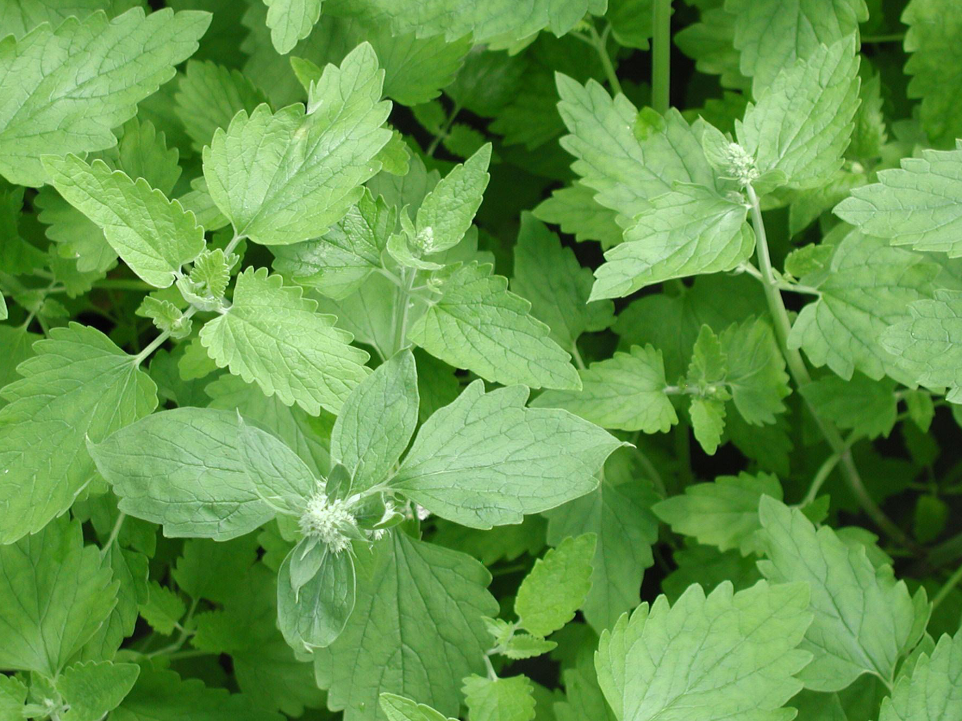 Catnip-Nepeta_cataria
