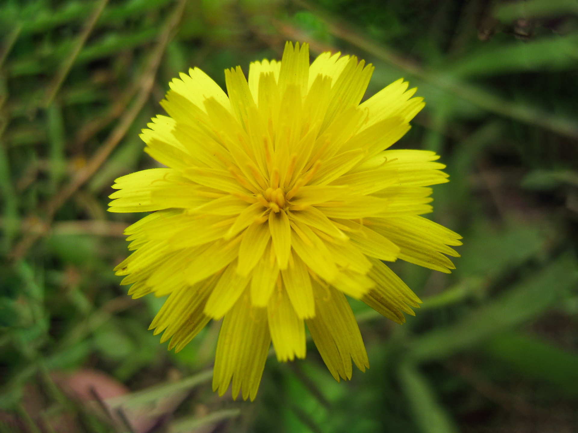 Catsear-Flower-Hypochaeris_radicata