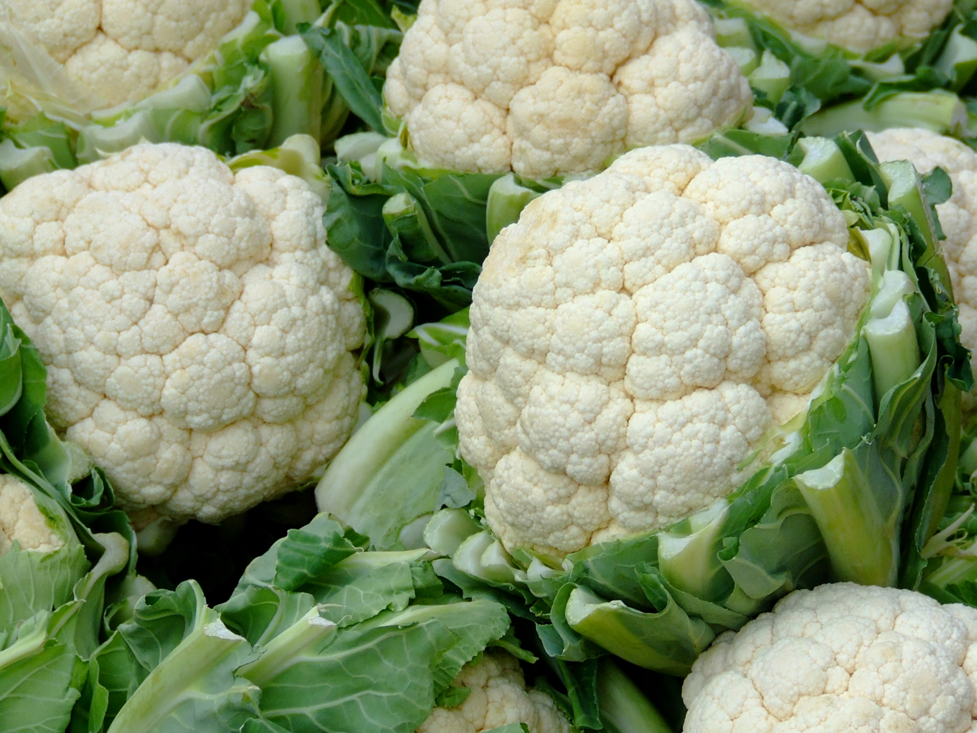 Cauliflower-Brassica_oleracea