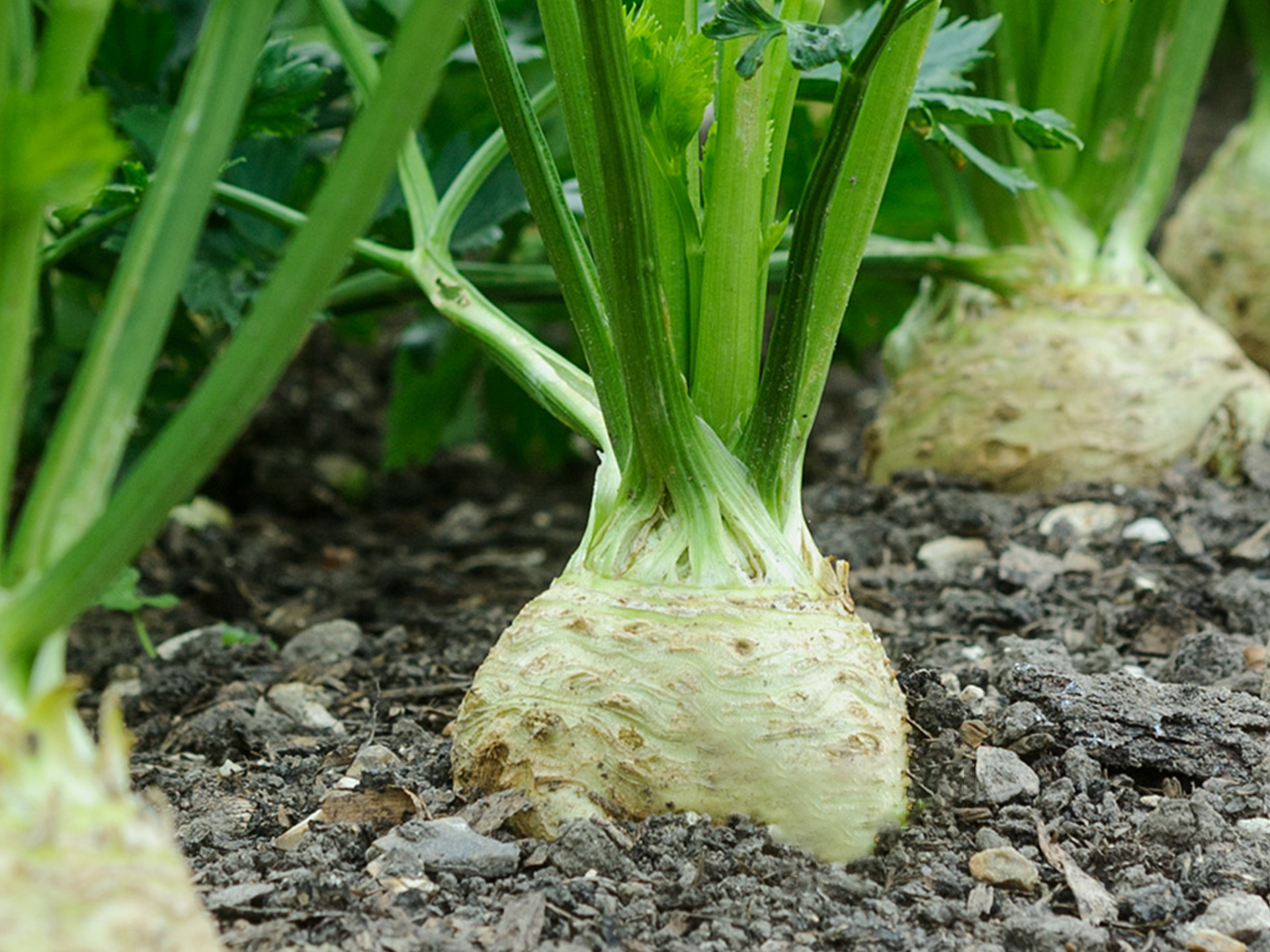 Celeriac-Apium_graveolens_rapaceum