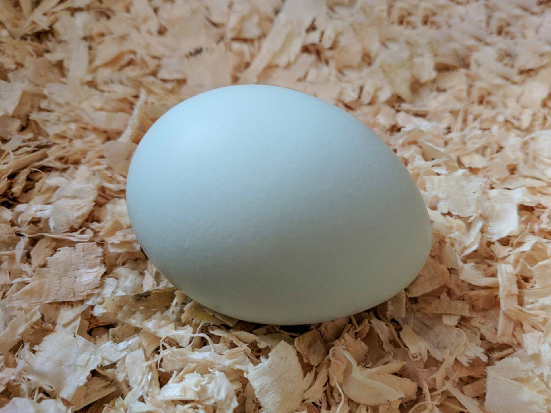 Chicken-Ameraucana-Eggs
