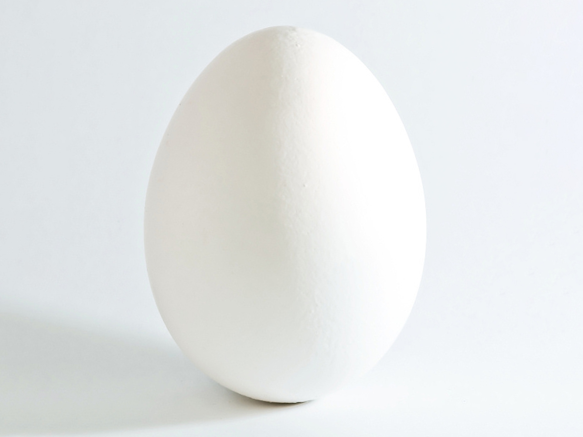 Chicken-Leghorn-White-Egg