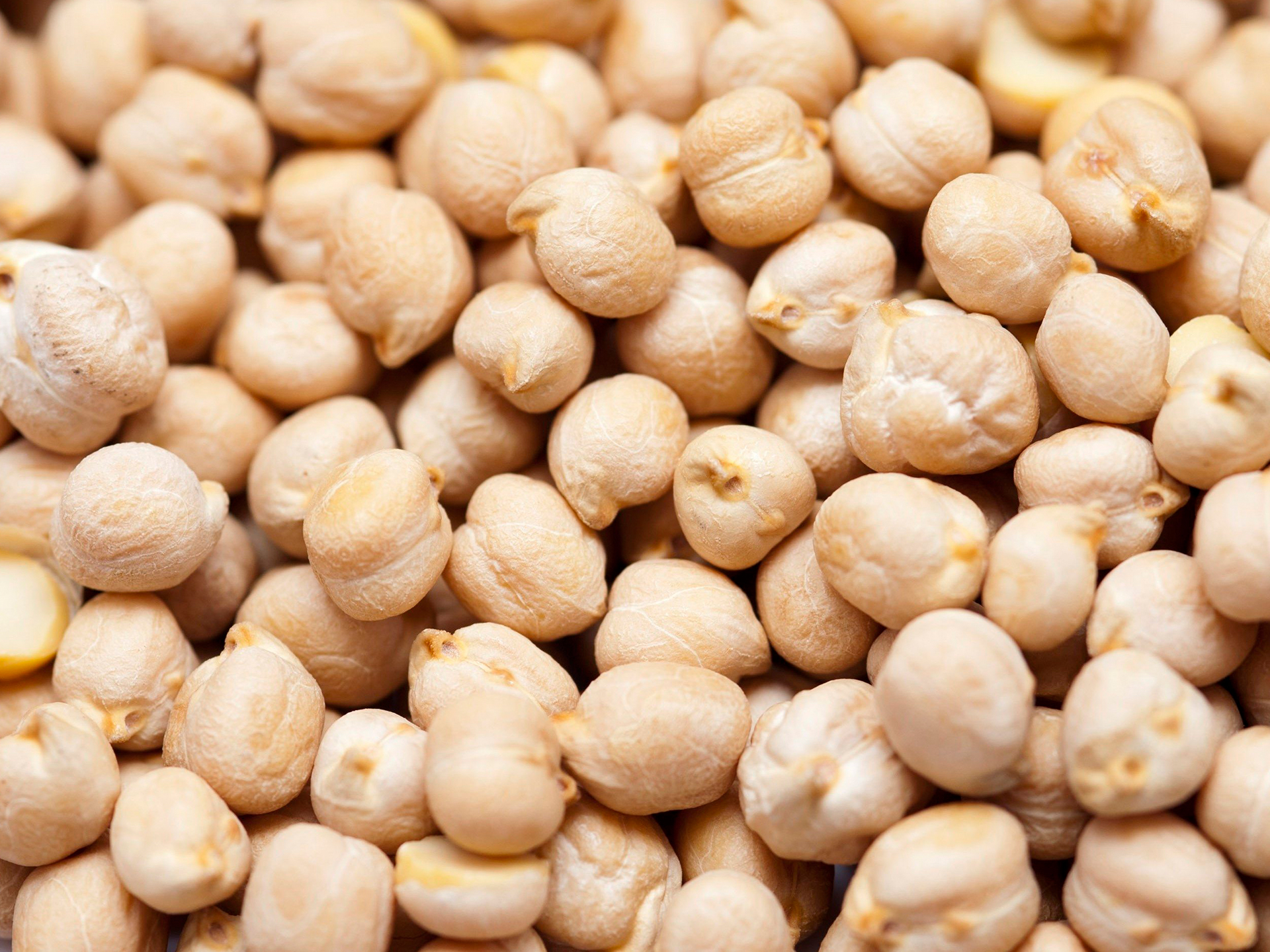 Chickpea-Cicer_arietinum