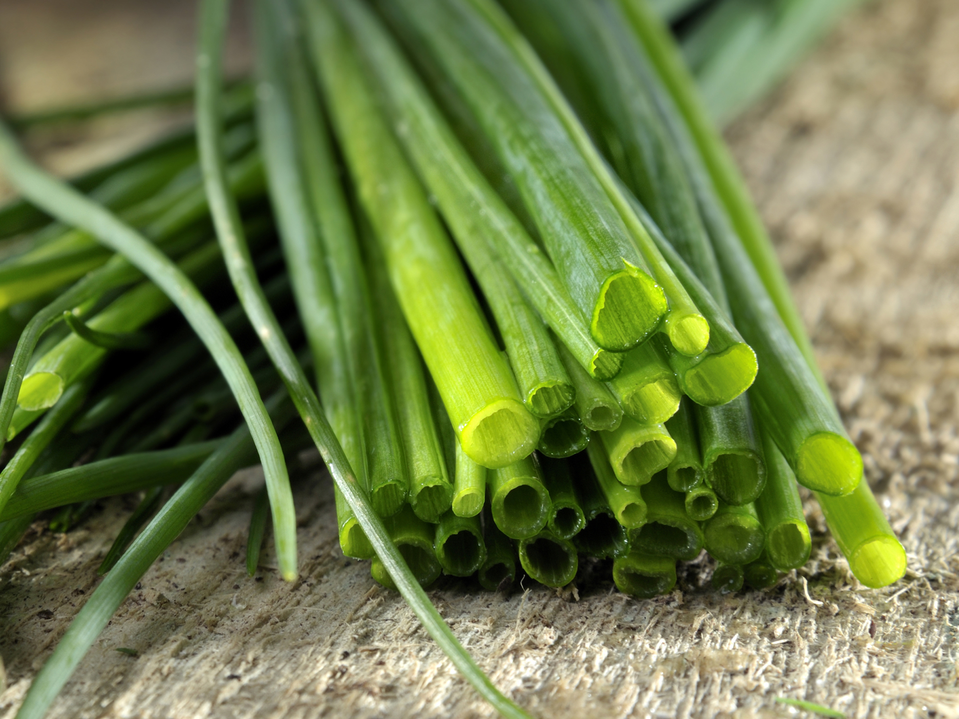 Chives-Allium_schoenoprasum