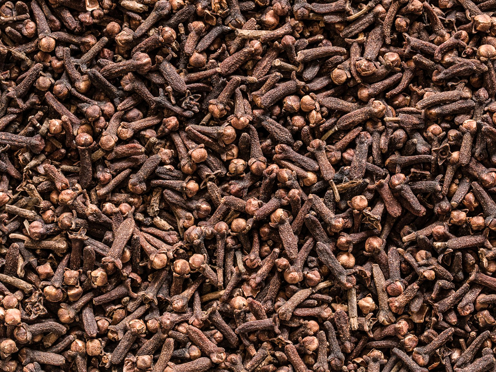 Clove-Syzygium_aromaticum