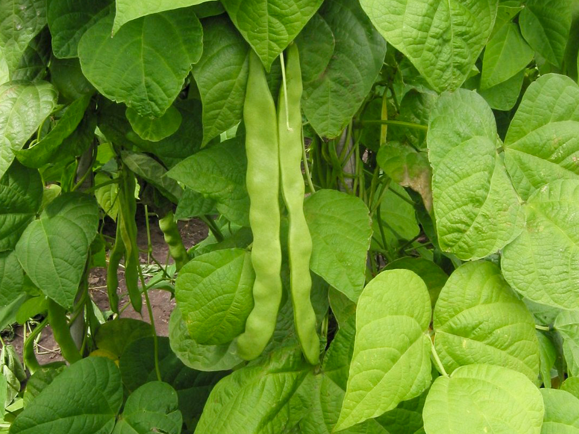 Common-Bean-Phaseolus_vulgaris