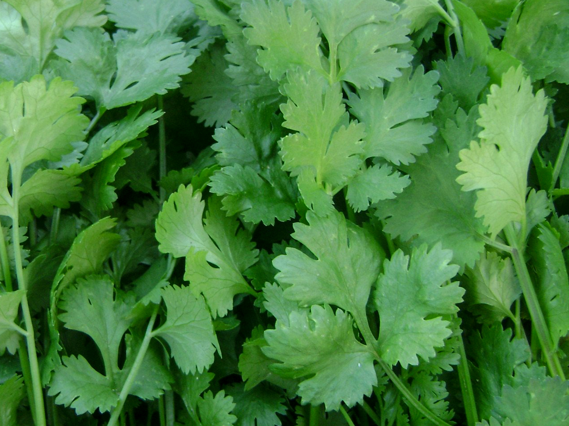 Coriander-Coriandrum_sativum
