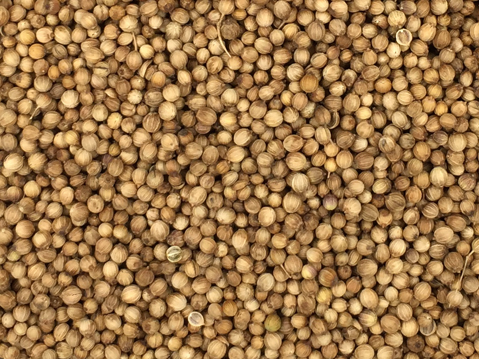 Coriander-Seeds-Coriandrum_sativum