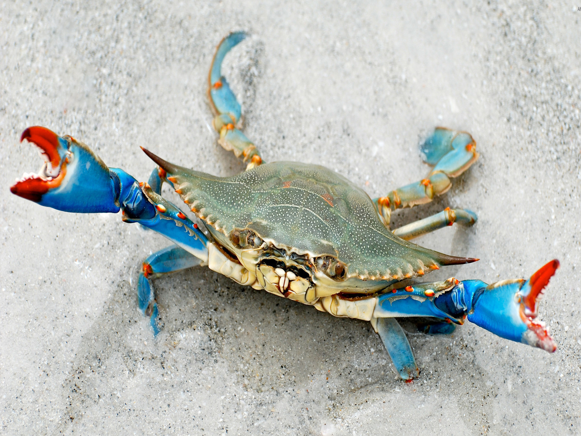 Crab-Blue-Swimmer-Portunus_pelagicus