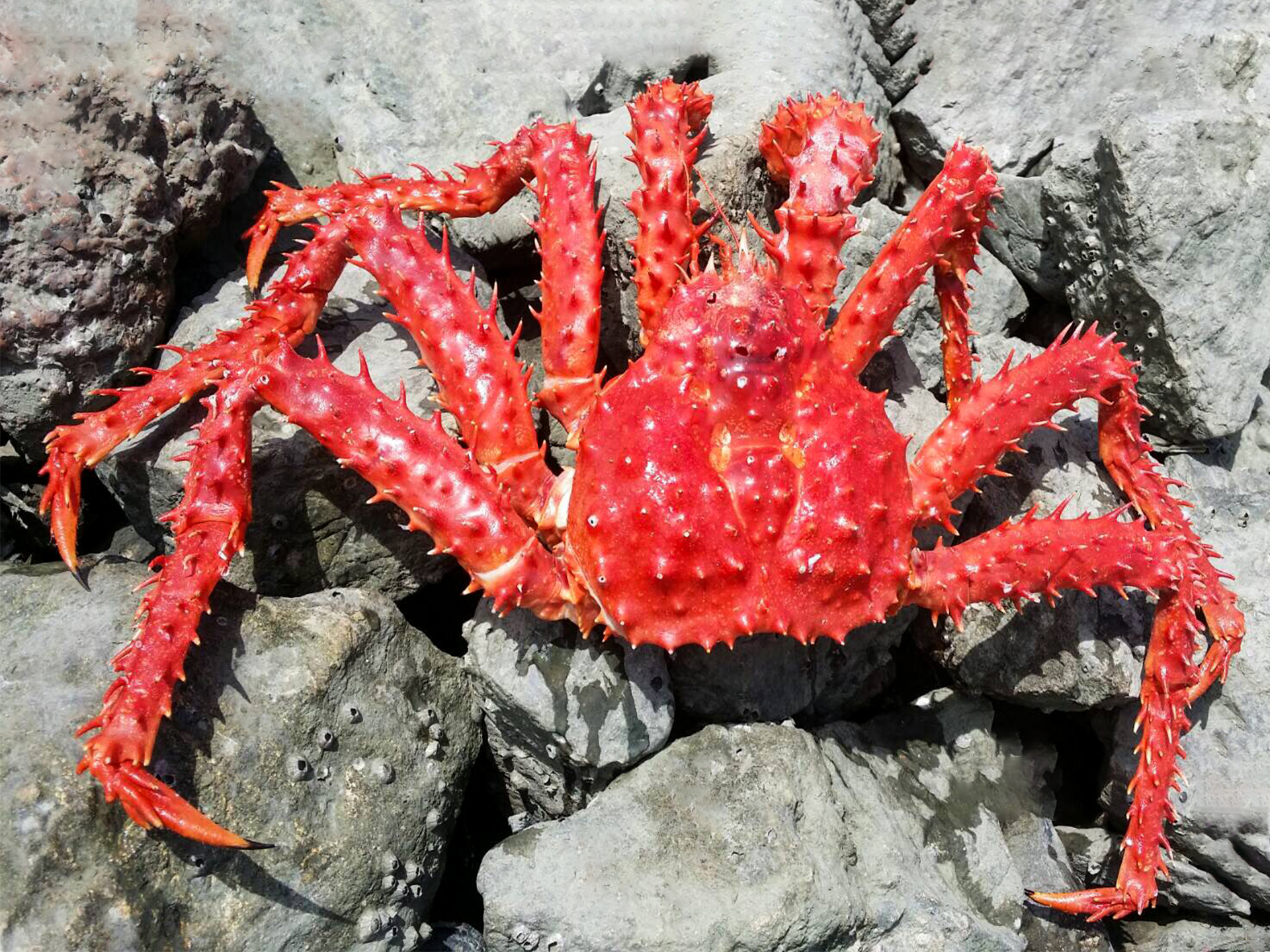 Crab-King-Lithodes_longispina