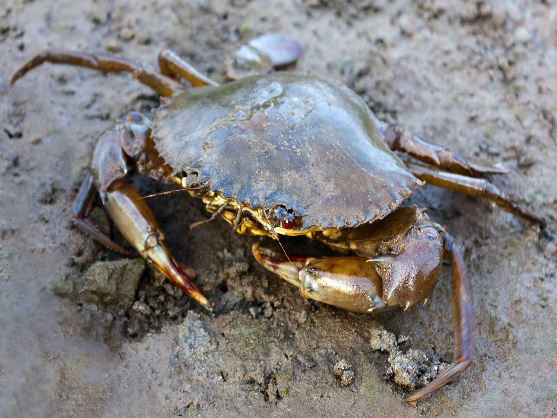 Crab-Mud-Scylla_serrata