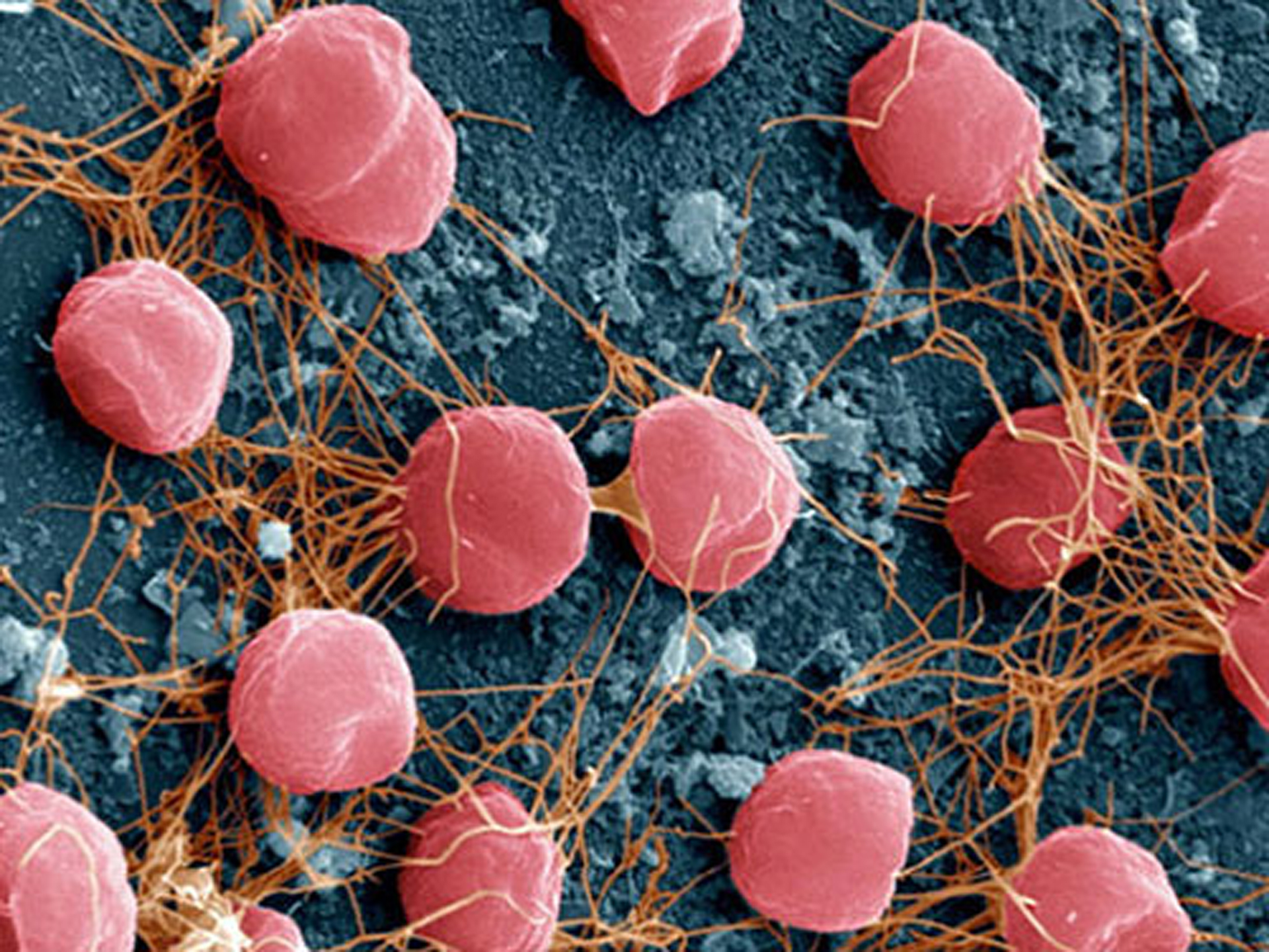 Клетка архей. Pyrococcus furiosus. Археи и архебактерии. Археи галофилы. Археи экстремофилы.