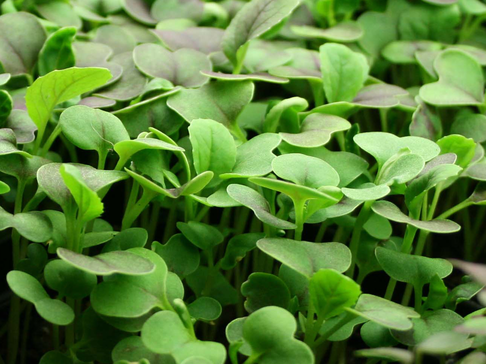 Cress-Valerianella_locusta