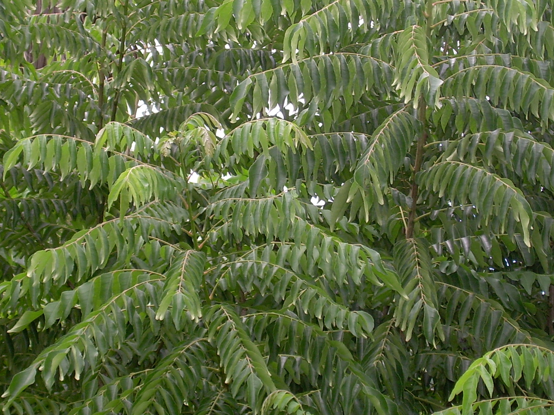 Curry-Leaves-Murraya_koenigii