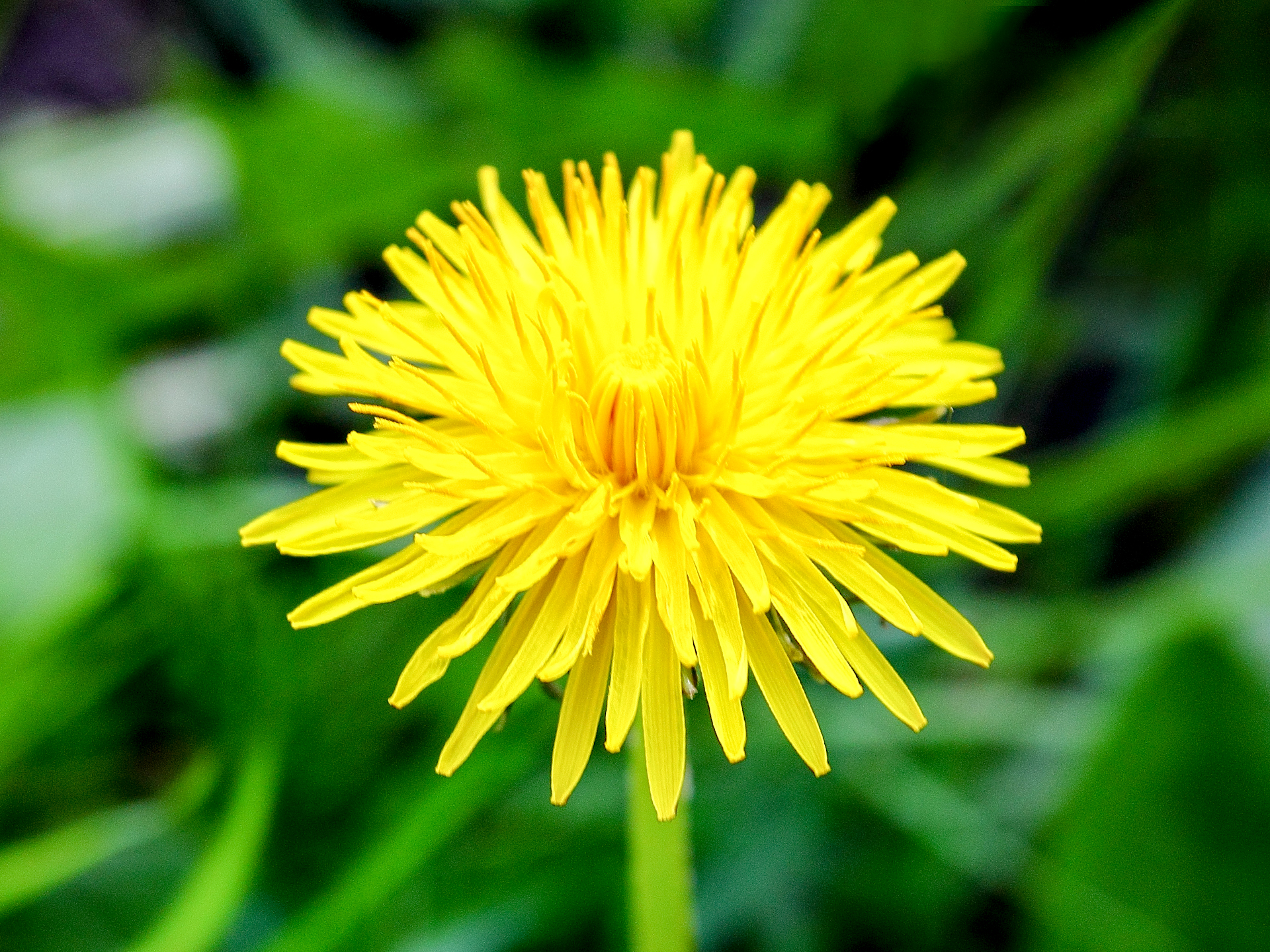Dandelion-Flower-Taraxacum_officinale
