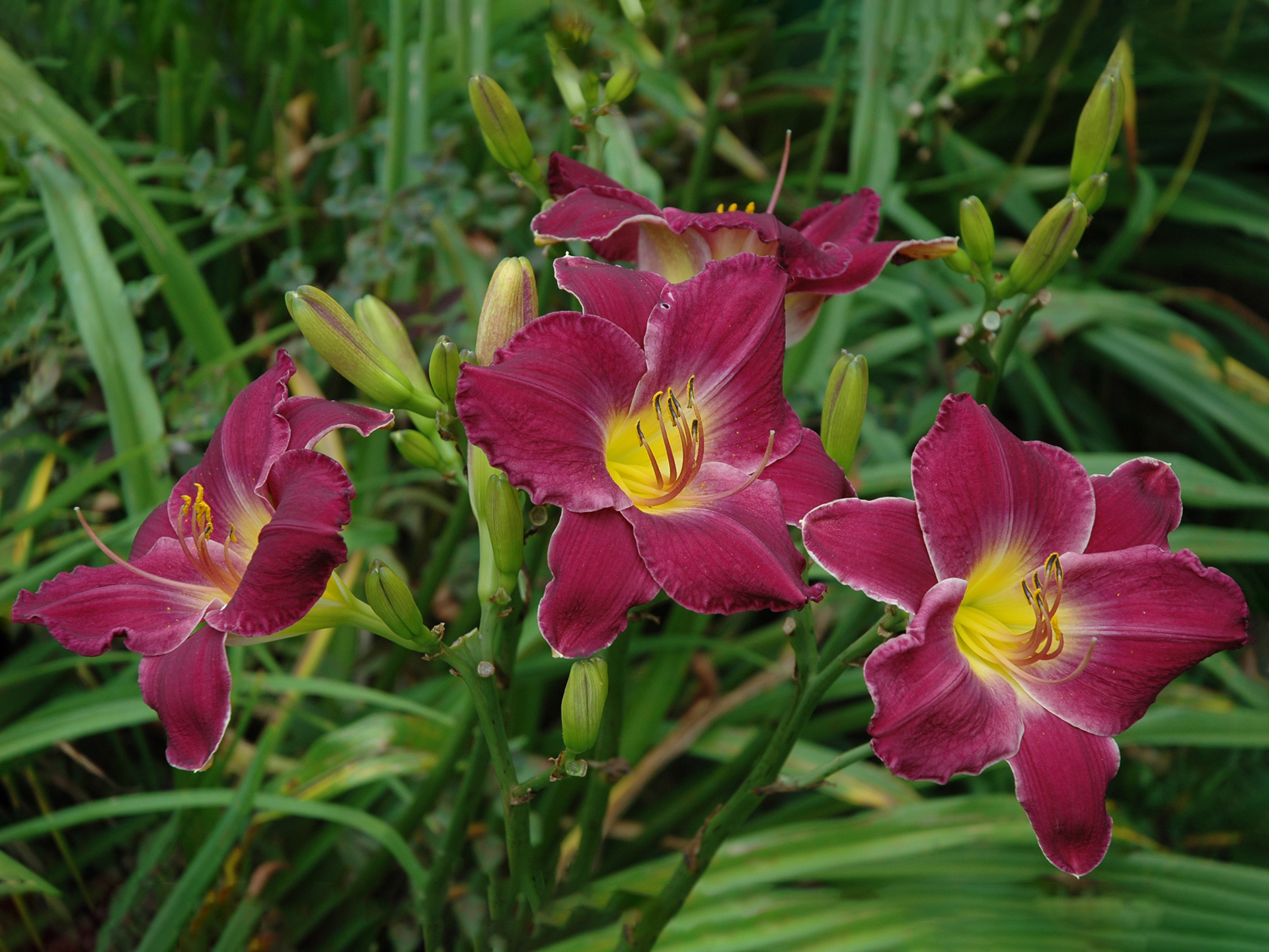 Daylily-Hemerocallis_fulva