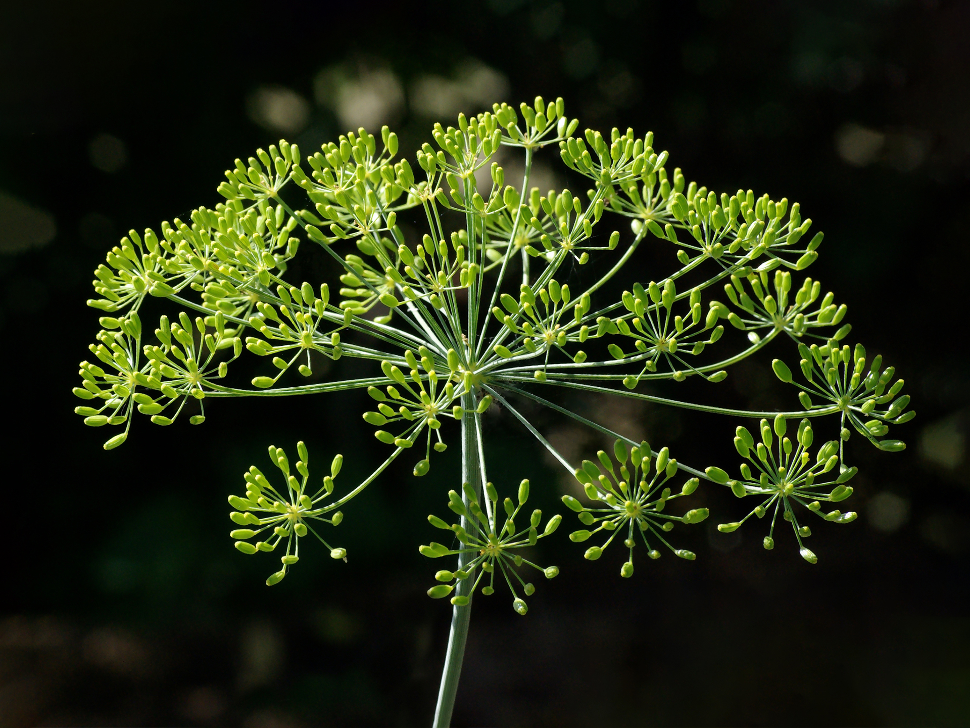 Dill-Anethum_graveolens