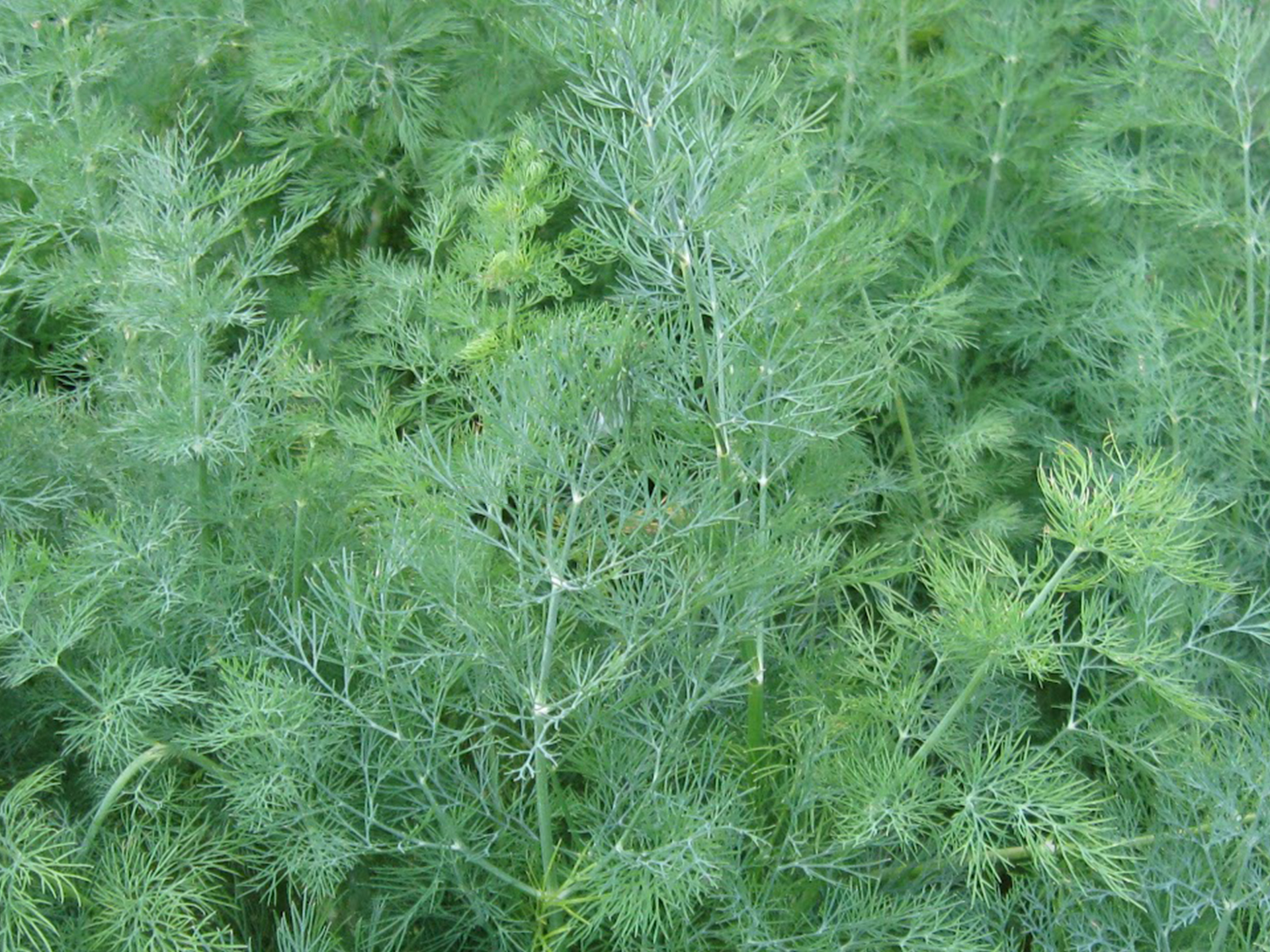 Dill-Anethum_graveolens