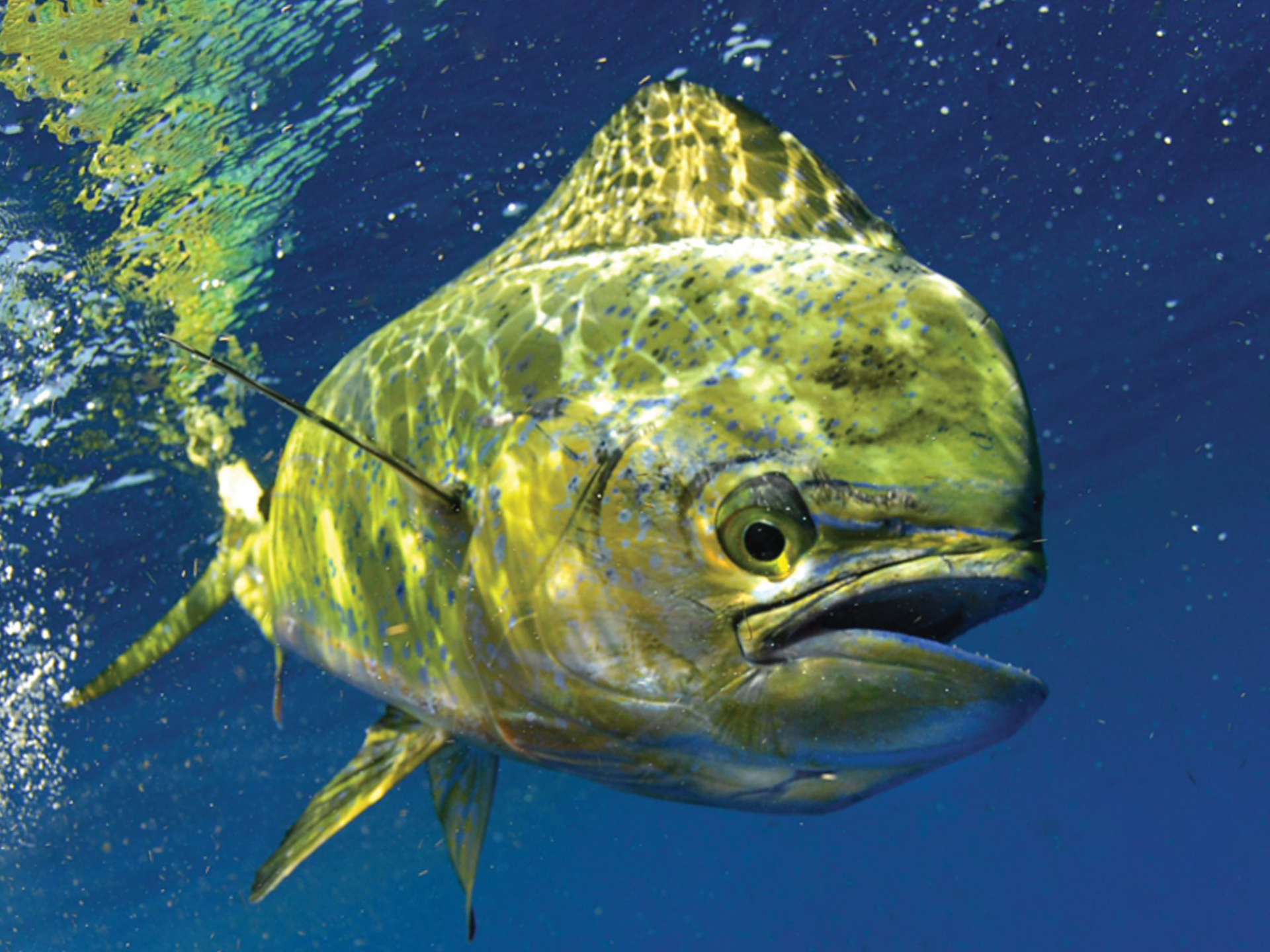 Dolphin-Mahi-Mahi-Coryphaena_hippurus