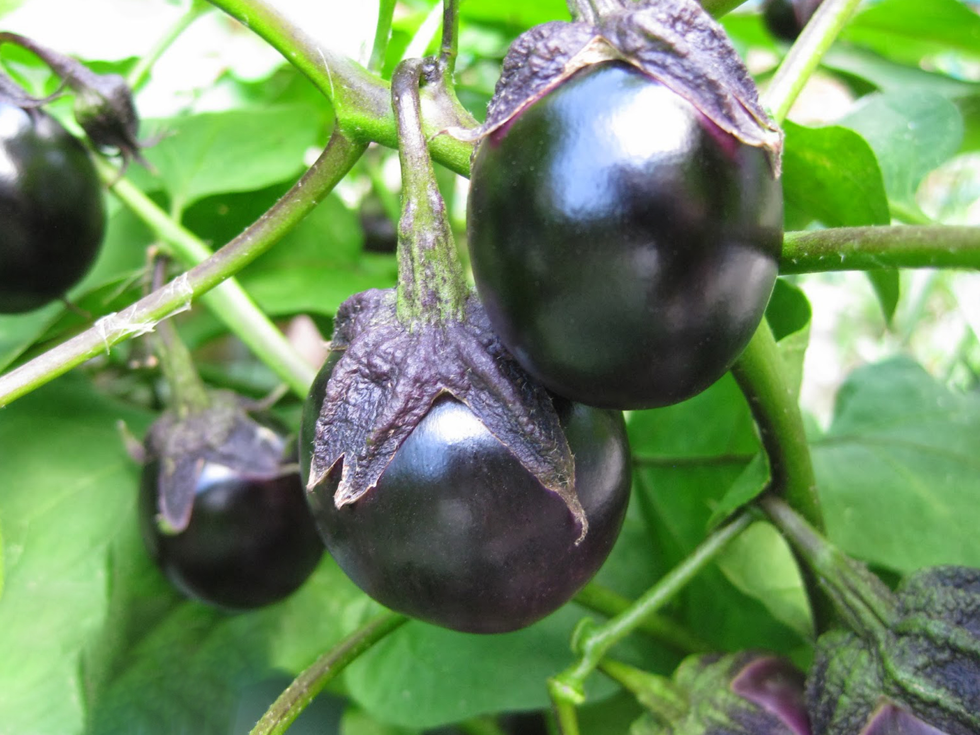 Eggplant-Solanum_melongena