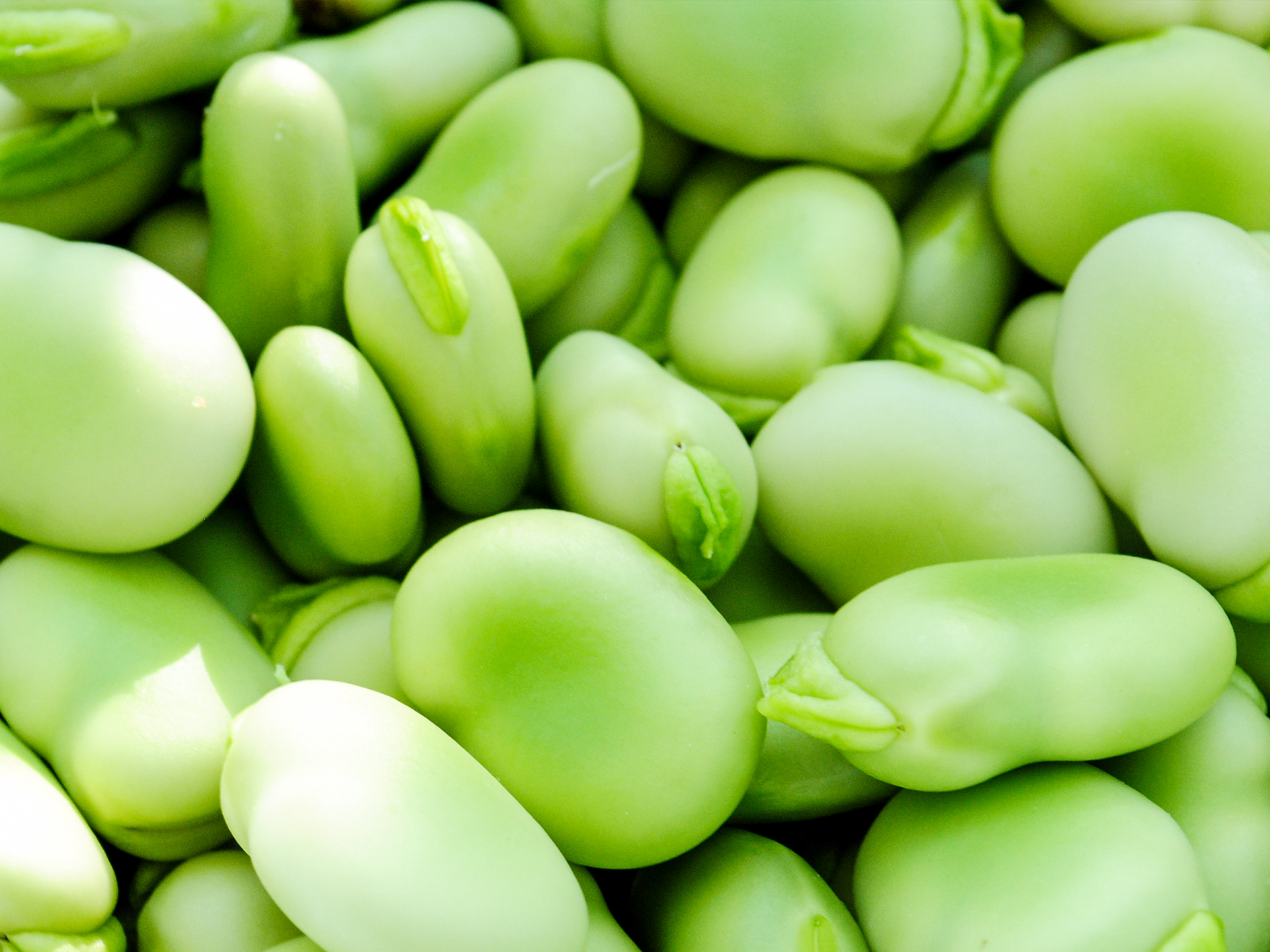 Fava-Bean-Vicia_faba