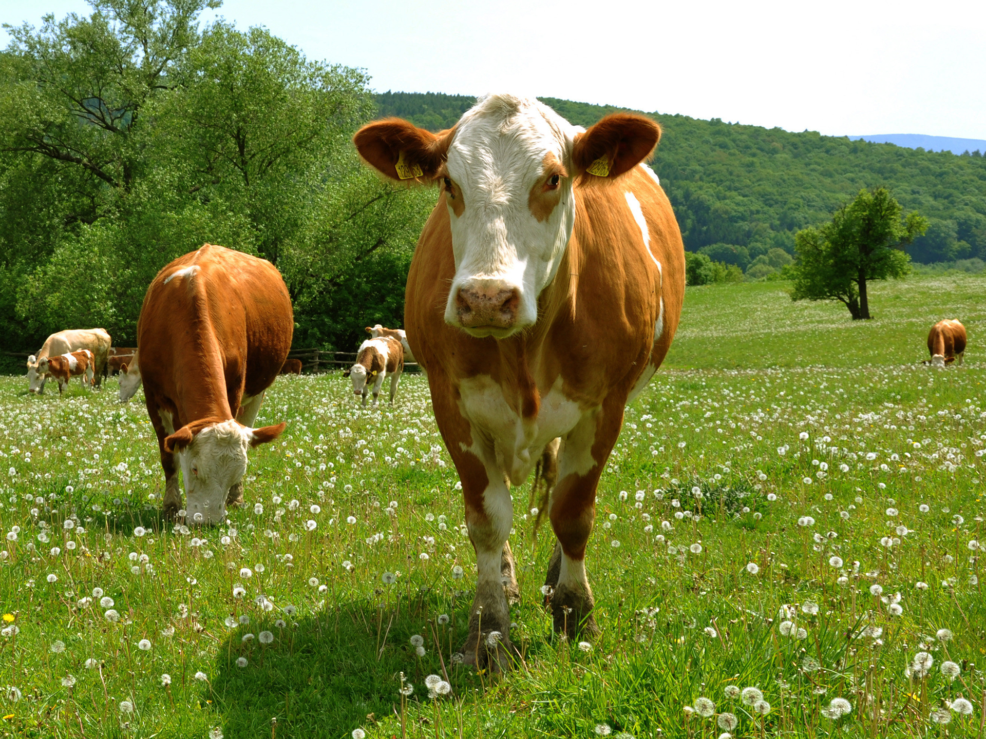 Friesian-Cow