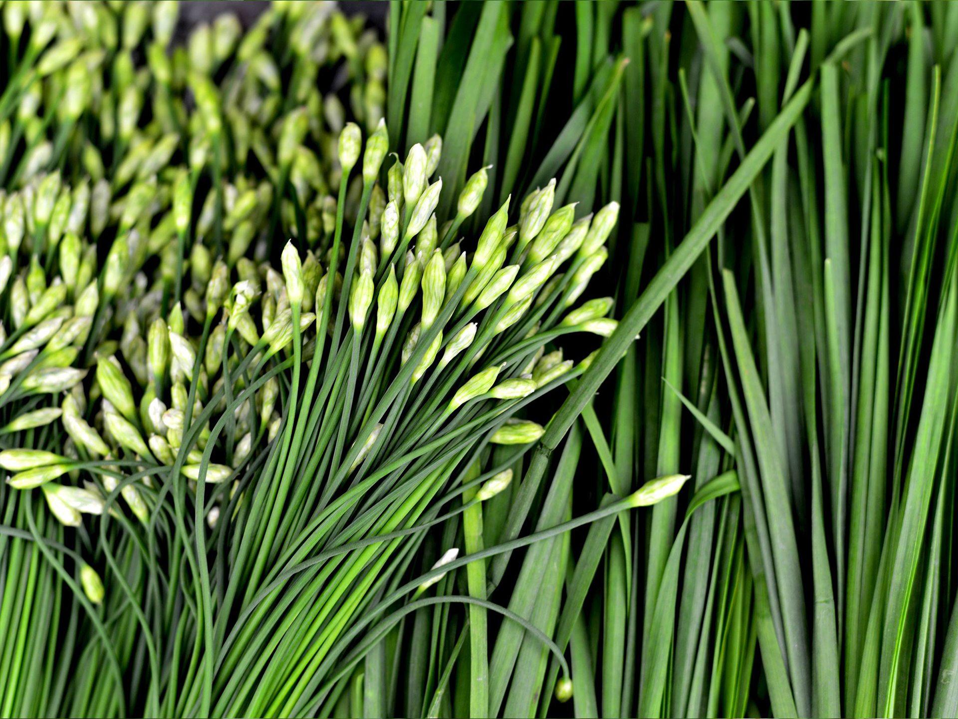 Garlic-Chives-Allium_tuberosum
