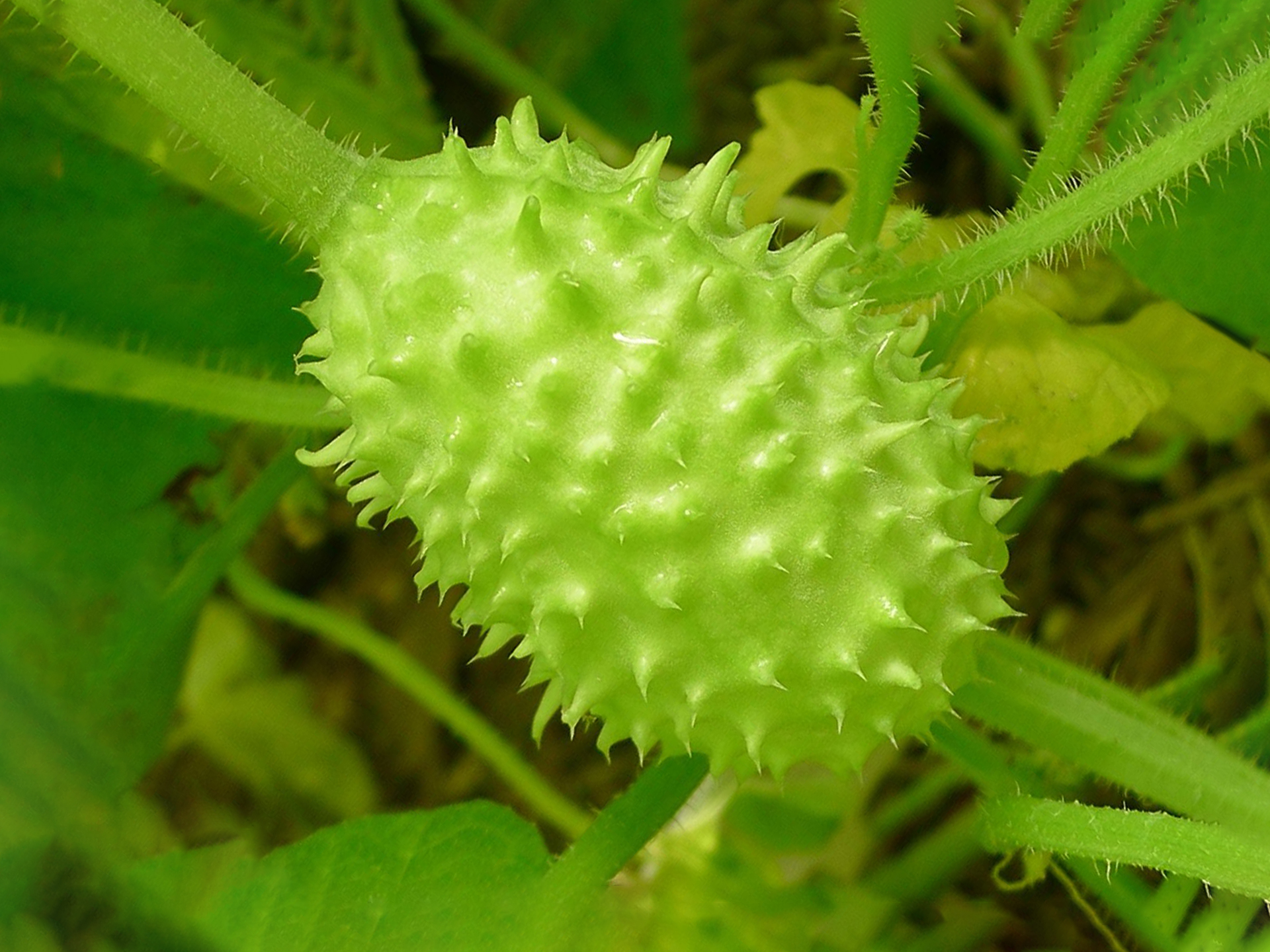 Gherkin-Cucumis_anguria
