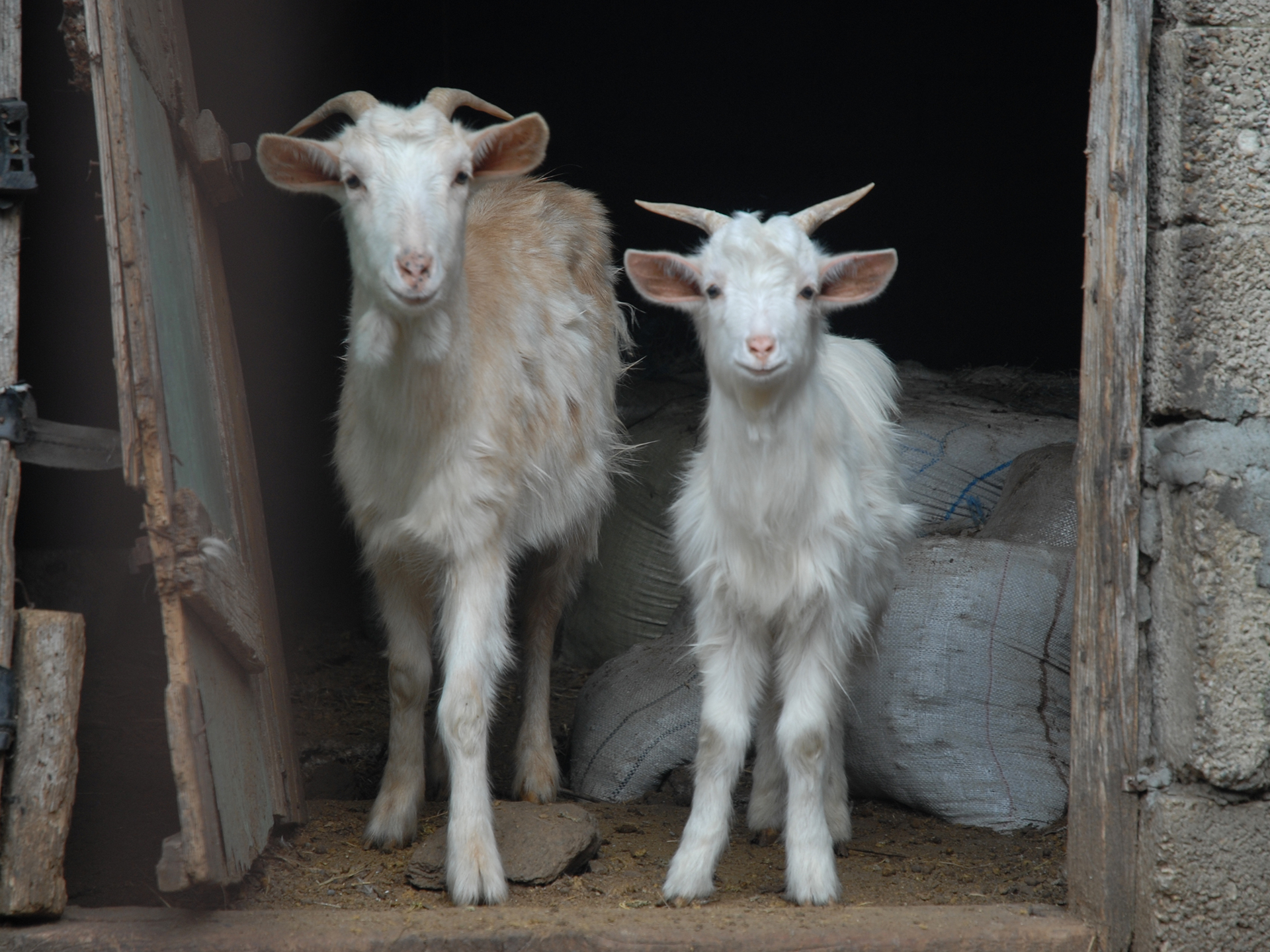 Goat-Nanny-and-Kid