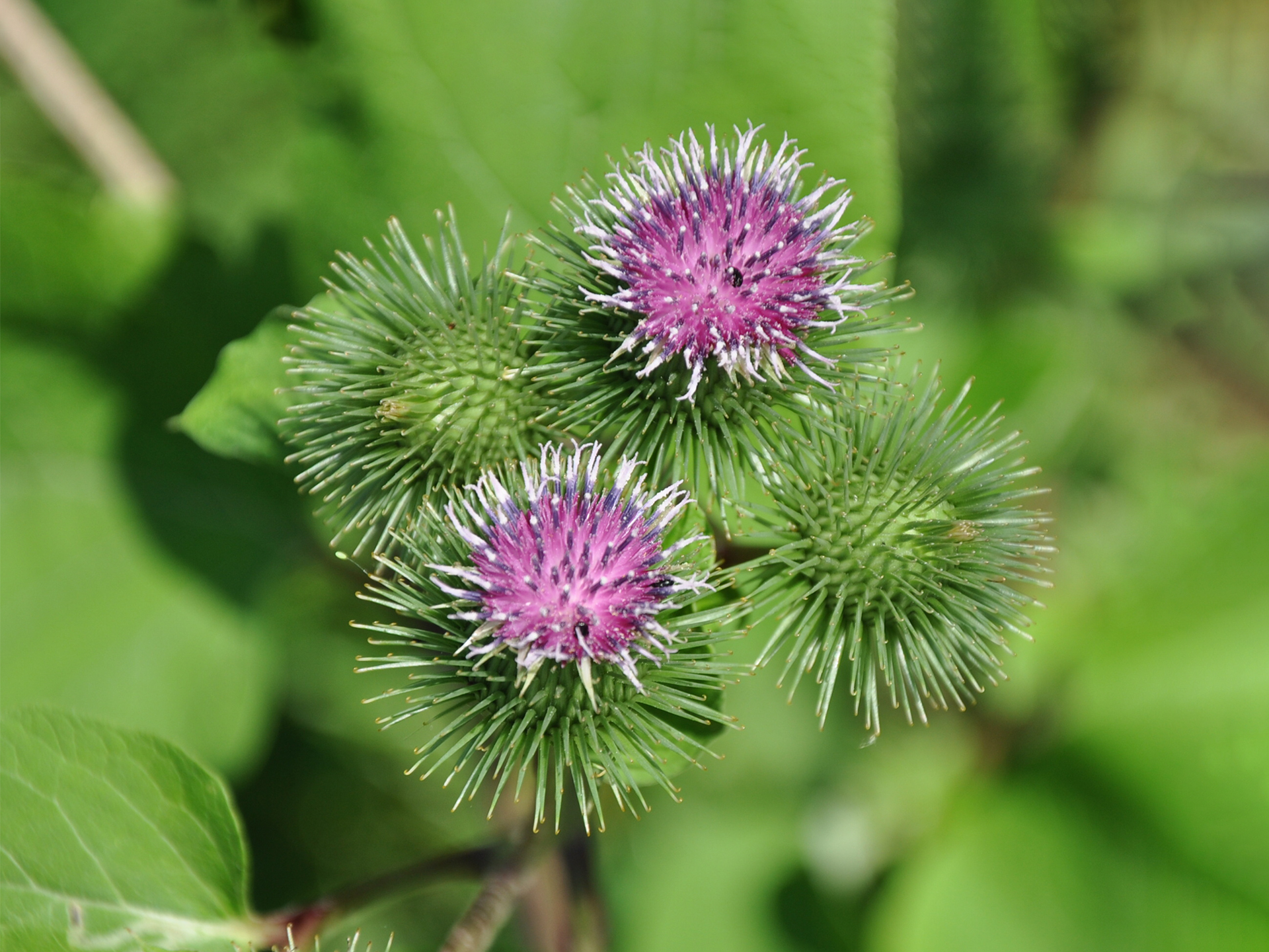 Greater-Burdock-Arctium_lappa