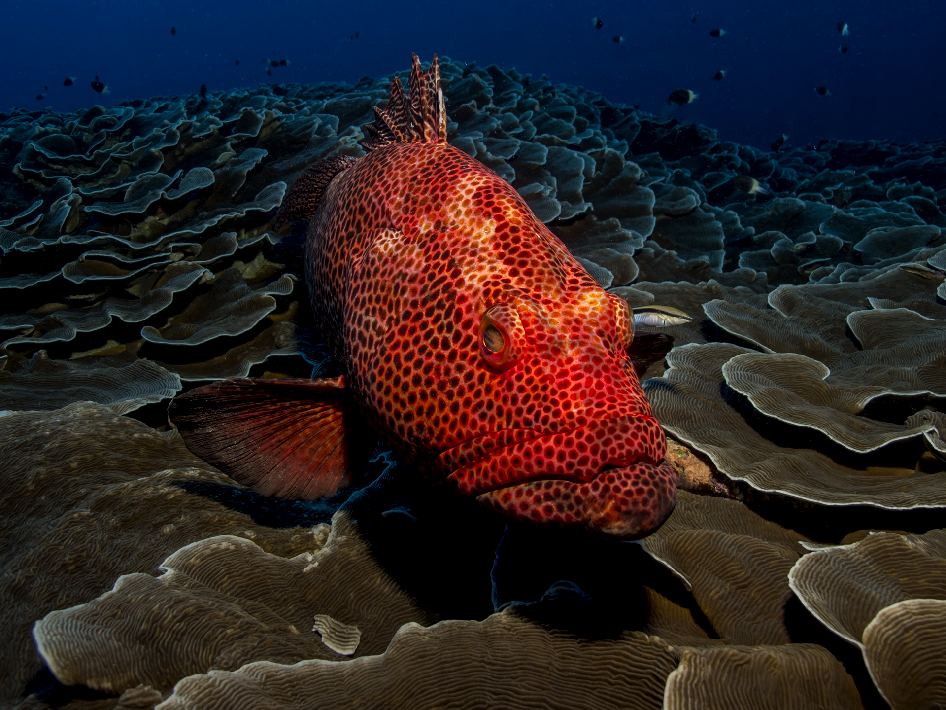 Grouper-Red-Epinephelus_morio