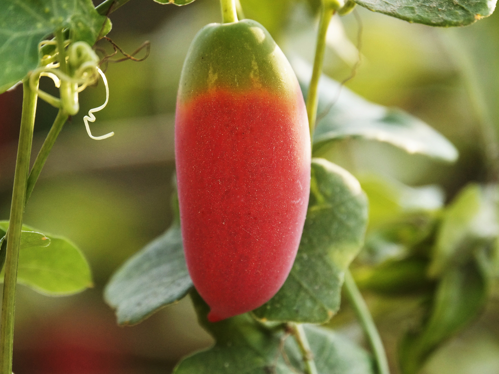 Ivy-Gourd-Coccinia_grandis
